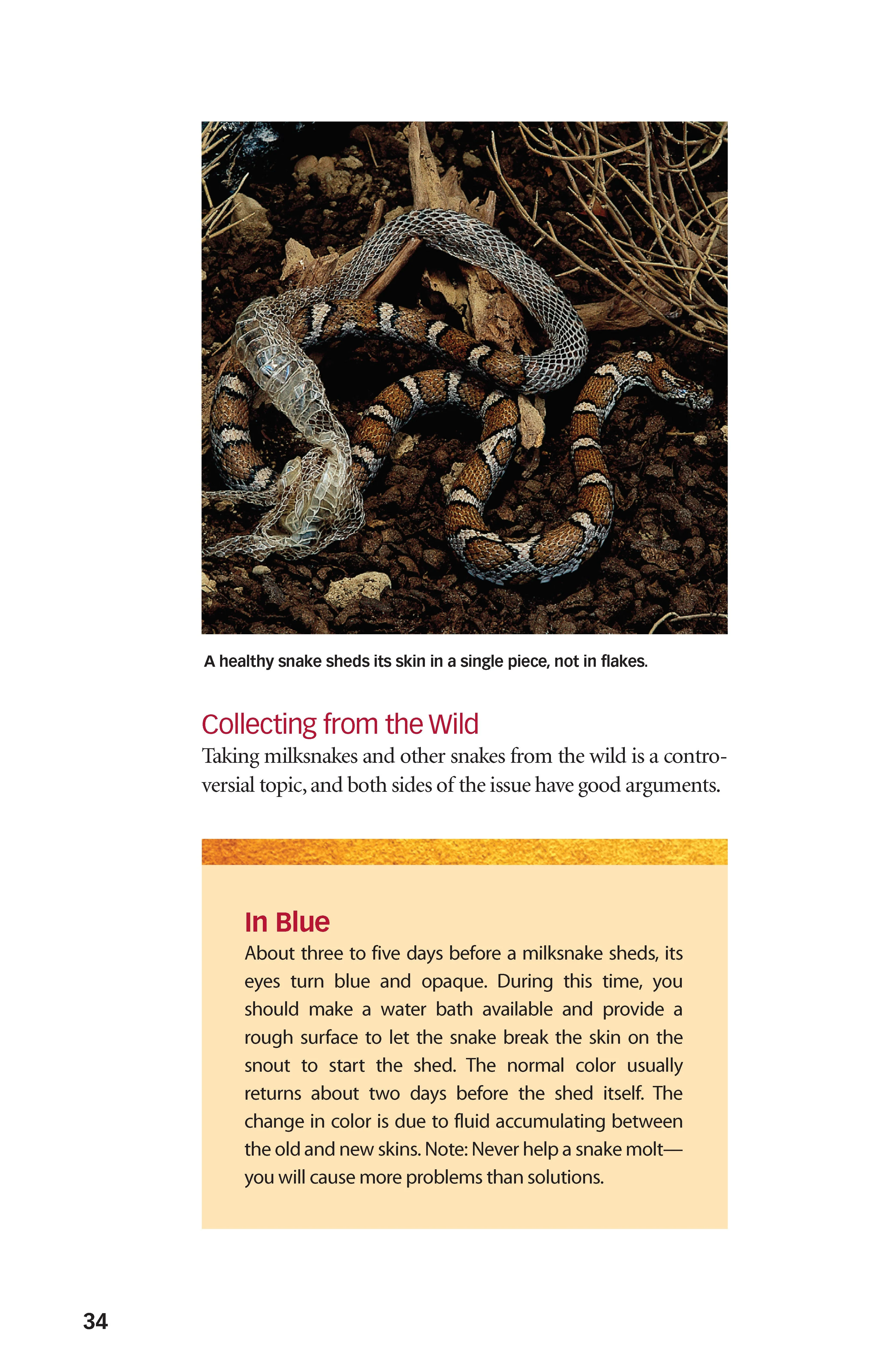 Milksnakes - Image 3