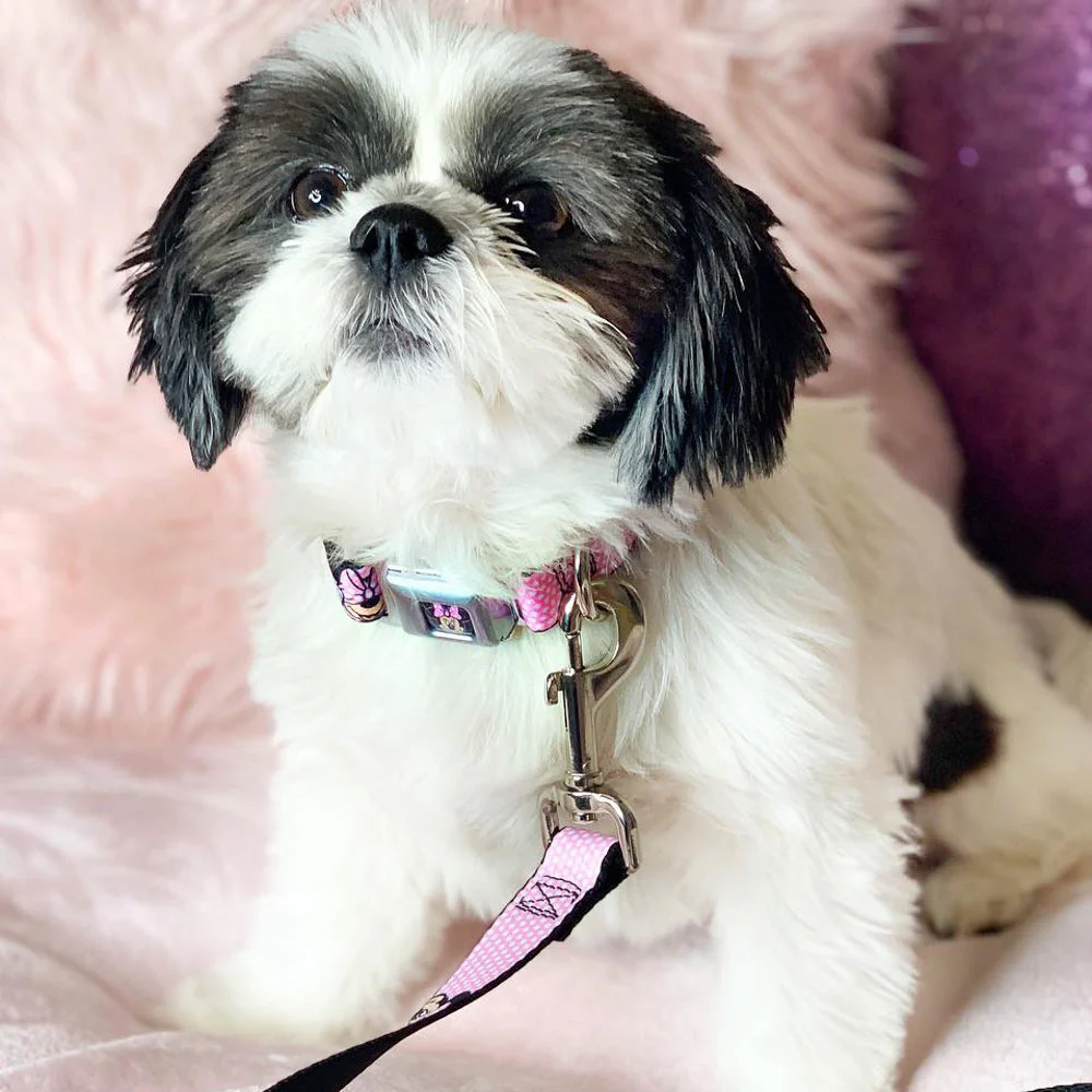 Minnie Mouse Full Color Face Pink Polka Dot Black Seatbelt Buckle Collar - Minnie Mouse Expressions Polka Dot Pink/White - Image 9