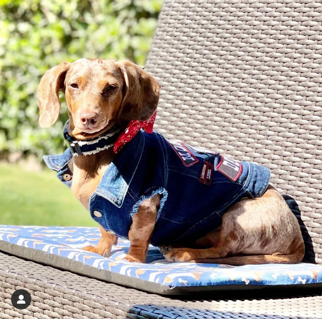 Mongrel Dawgs MC Denim Jacket - Image 12