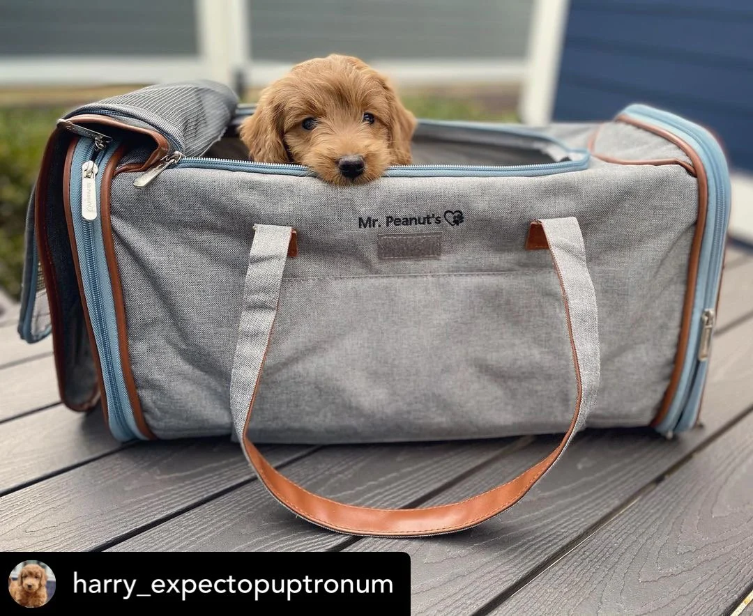 Mr. Peanuts Gold Series Big Apple XL Size Airline Compliant Expandable Pet Carrier - Image 11