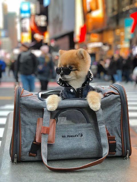 Mr. Peanuts Gold Series Standard Size Airline Compliant Pet Carrier - Image 3