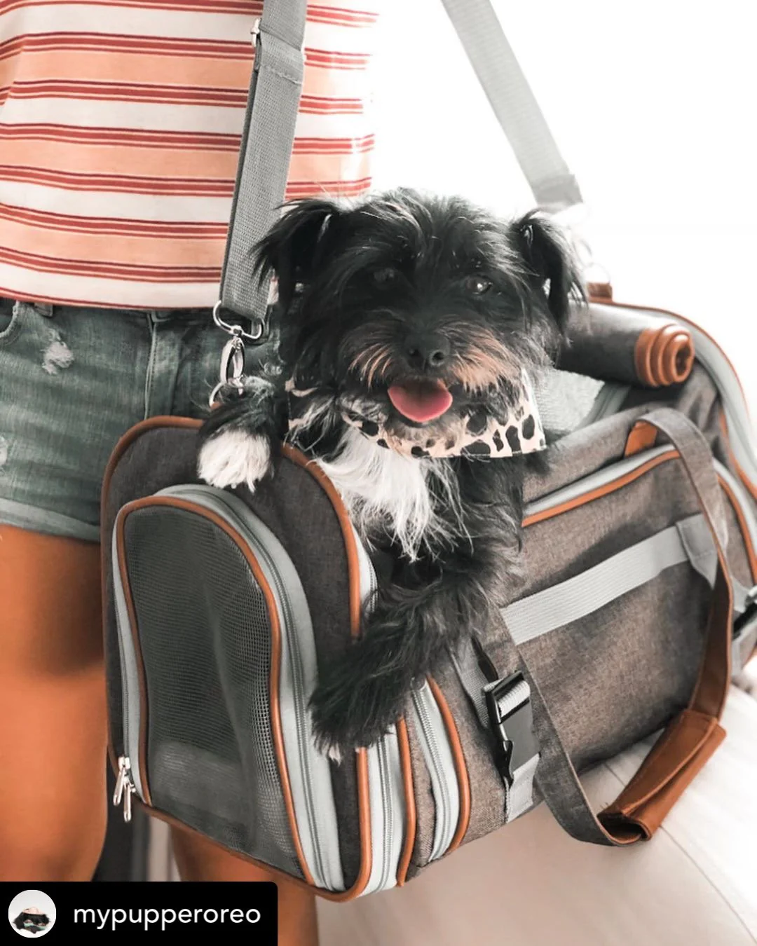 Mr. Peanuts Gold Series Standard Size Airline Compliant Pet Carrier - Image 33