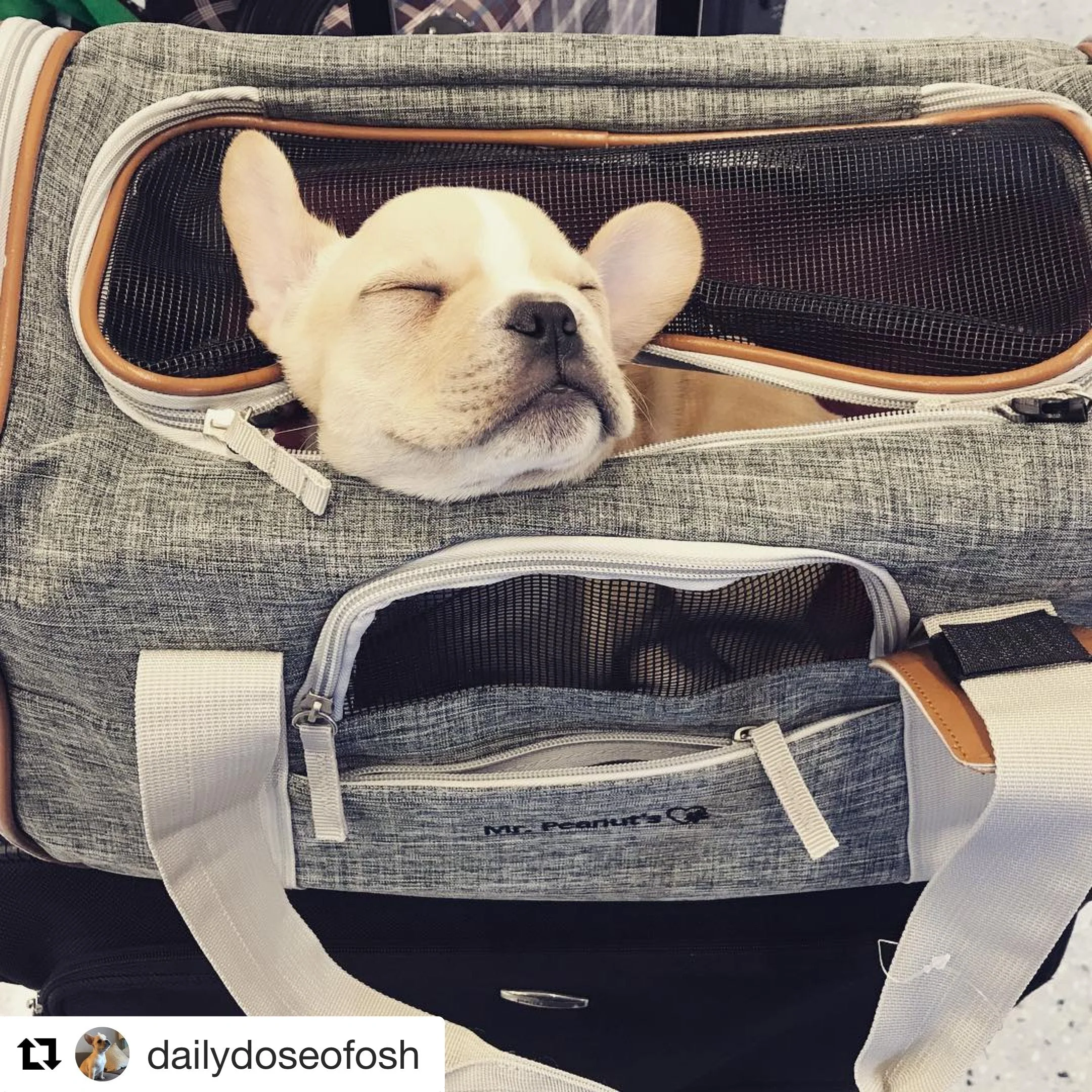 Mr. Peanuts Platinum Series Expandable Pet Carrier - Image 23