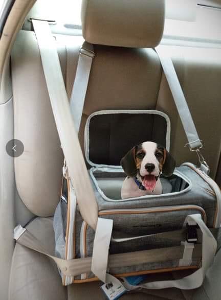 Mr. Peanuts Platinum Series Expandable Pet Carrier - Image 30