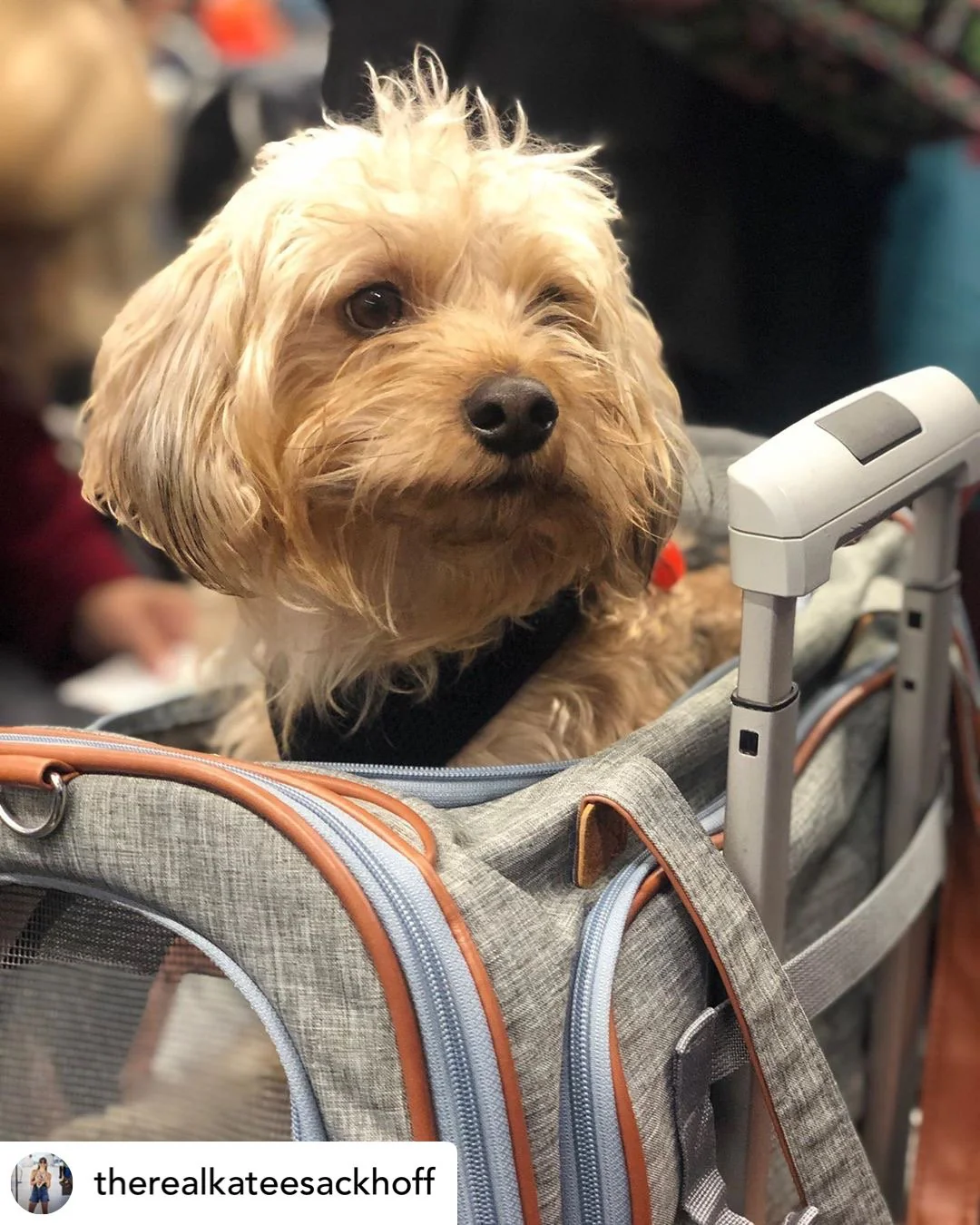 Mr. Peanuts Platinum Series Expandable Pet Carrier - Image 32