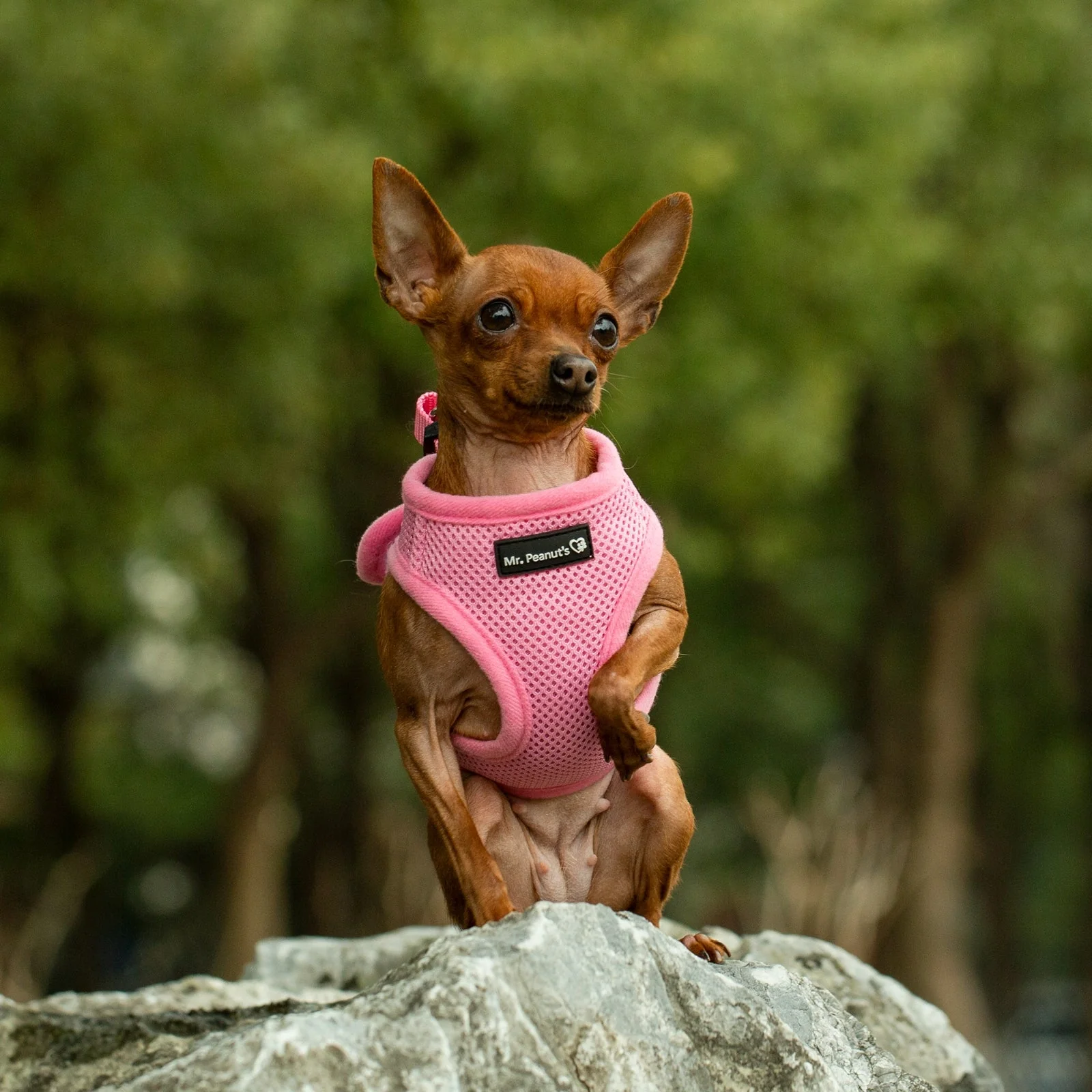 Mr. Peanuts PupTrek Harness and Leash Set, Small Dog/Cat Soft Mesh Step In Harness Vest - Image 14