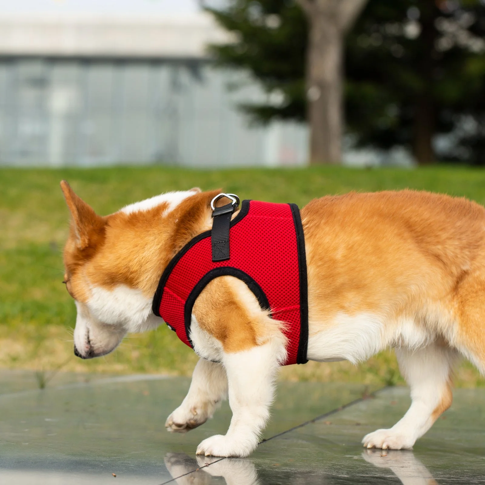 Mr. Peanuts PupTrek Harness and Leash Set, Small Dog/Cat Soft Mesh Step In Harness Vest - Image 18