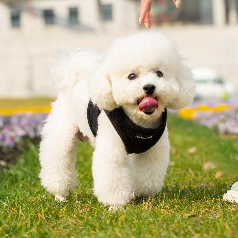 Mr. Peanuts PupTrek Harness and Leash Set, Small Dog/Cat Soft Mesh Step In Harness Vest - Image 19