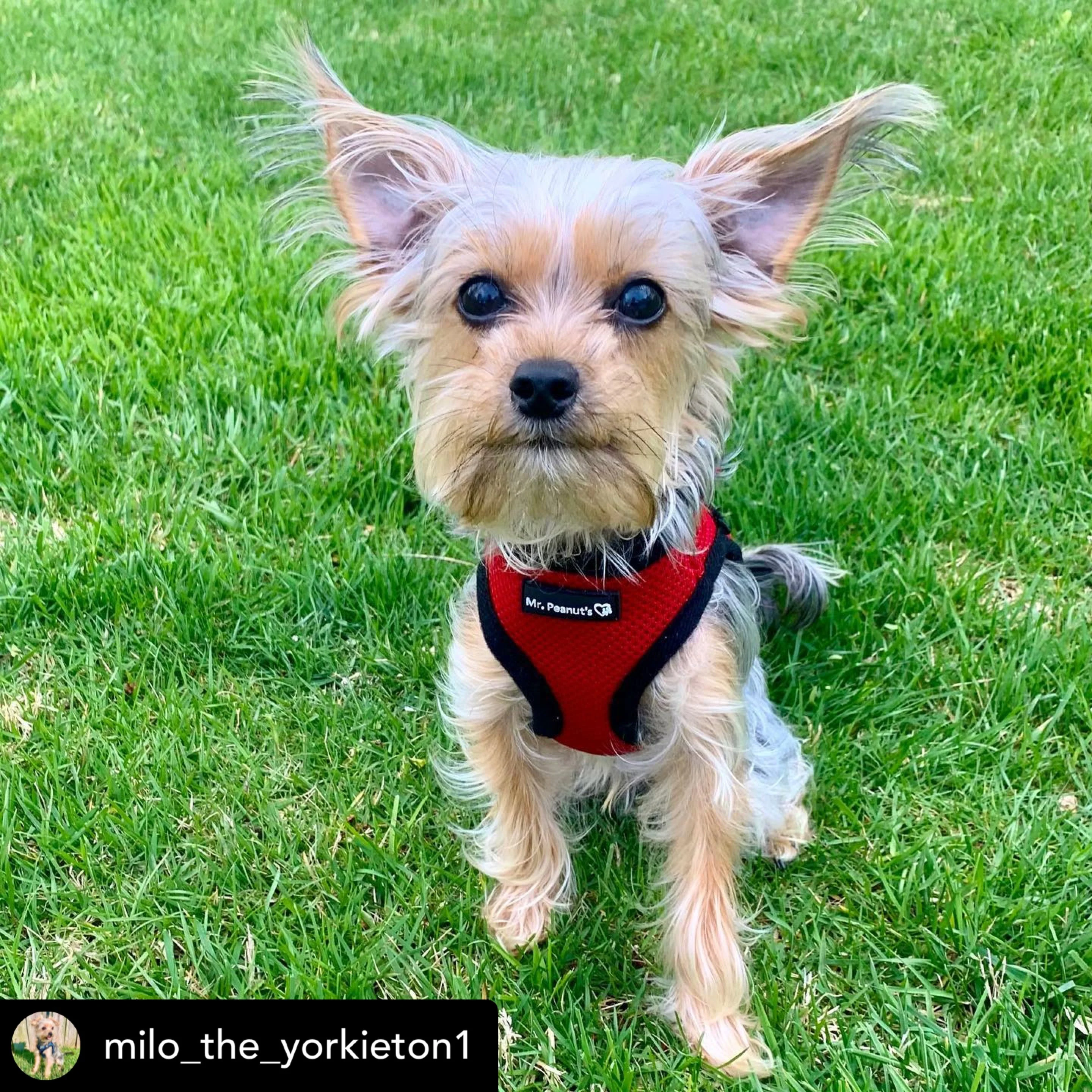 Mr. Peanuts PupTrek Harness and Leash Set, Small Dog/Cat Soft Mesh Step In Harness Vest - Image 3