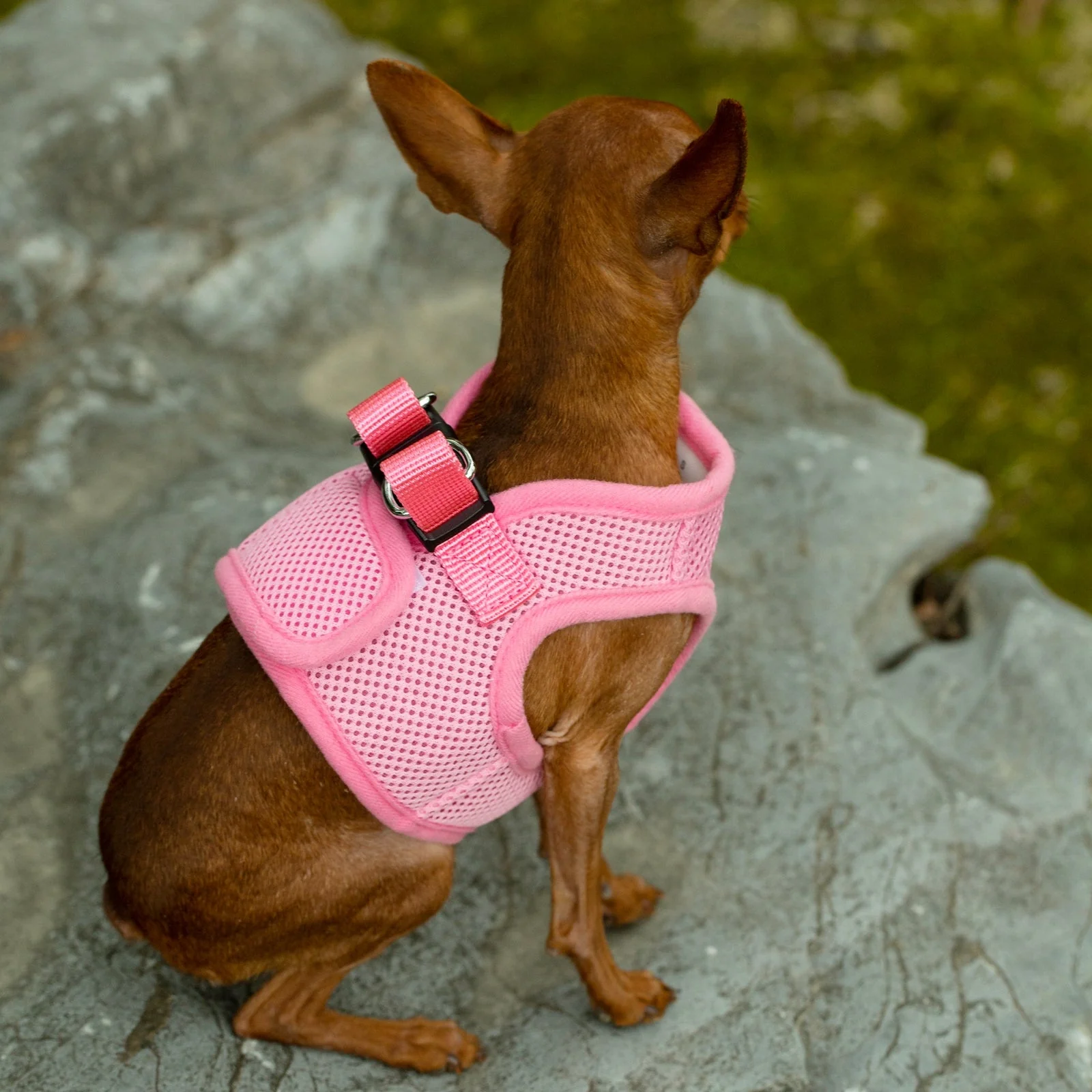 Mr. Peanuts PupTrek Harness and Leash Set, Small Dog/Cat Soft Mesh Step In Harness Vest - Image 35