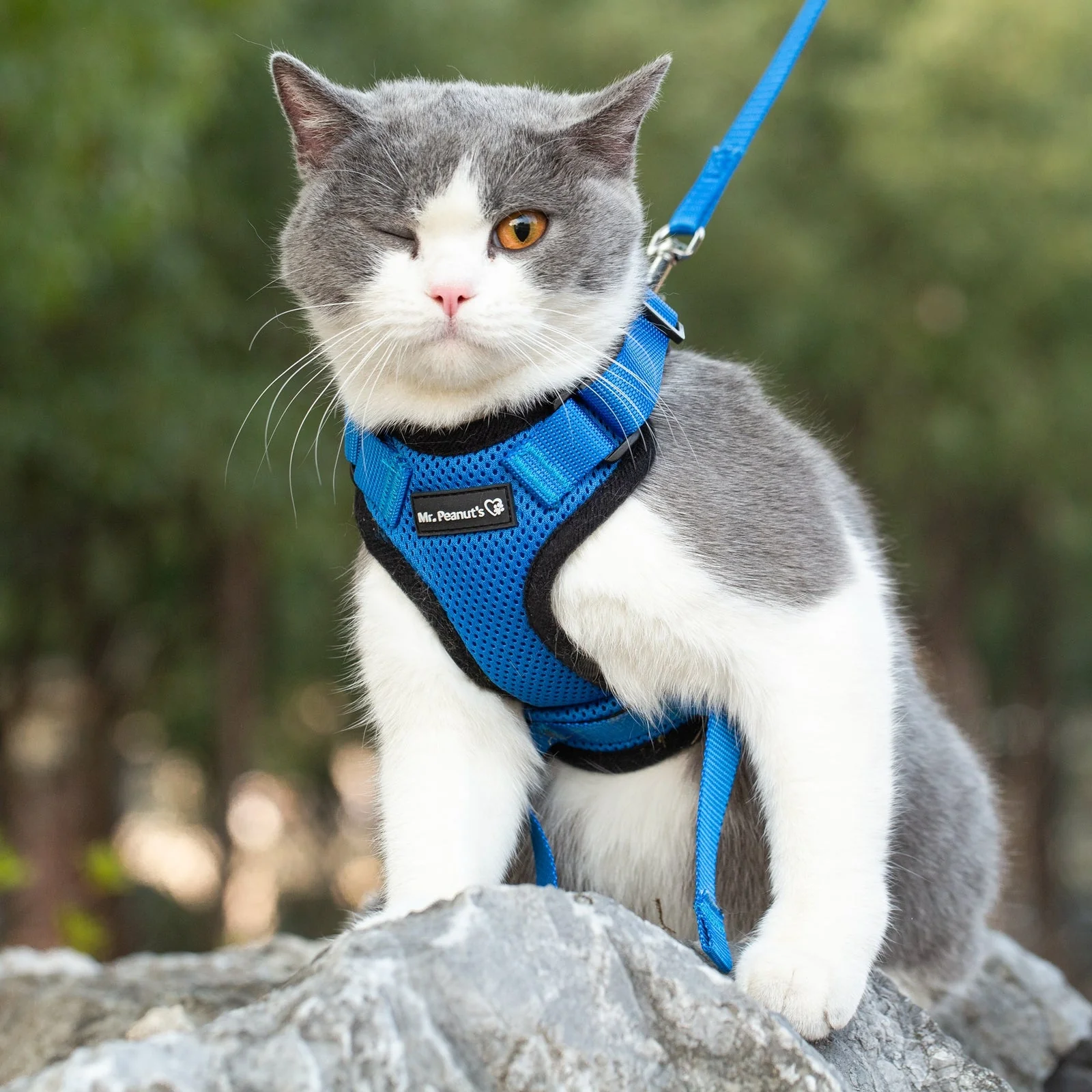 Mr. Peanuts PurrTrek Reflective Cat Harness with Matching Leash - Image 12