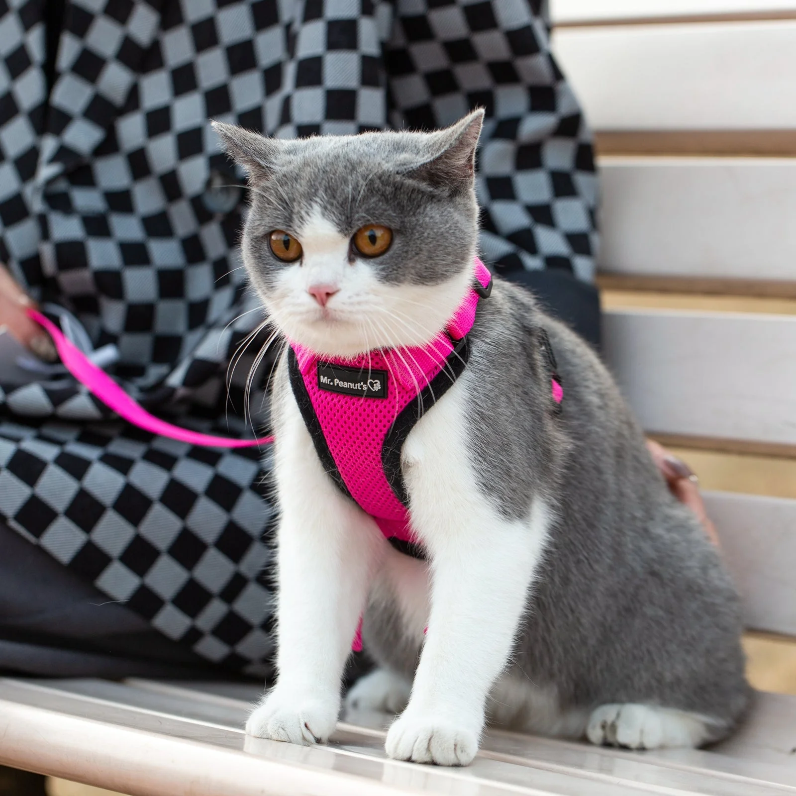 Mr. Peanuts PurrTrek Reflective Cat Harness with Matching Leash - Image 16