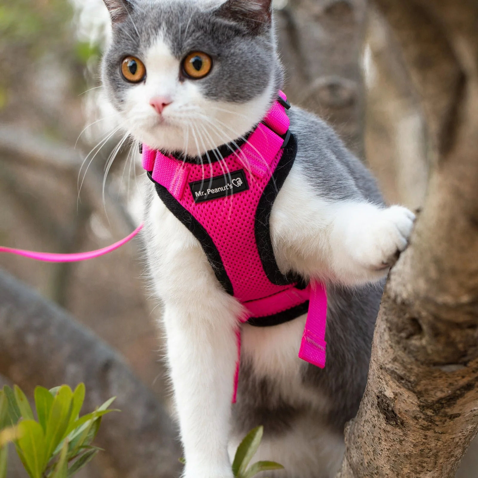 Mr. Peanuts PurrTrek Reflective Cat Harness with Matching Leash - Image 18