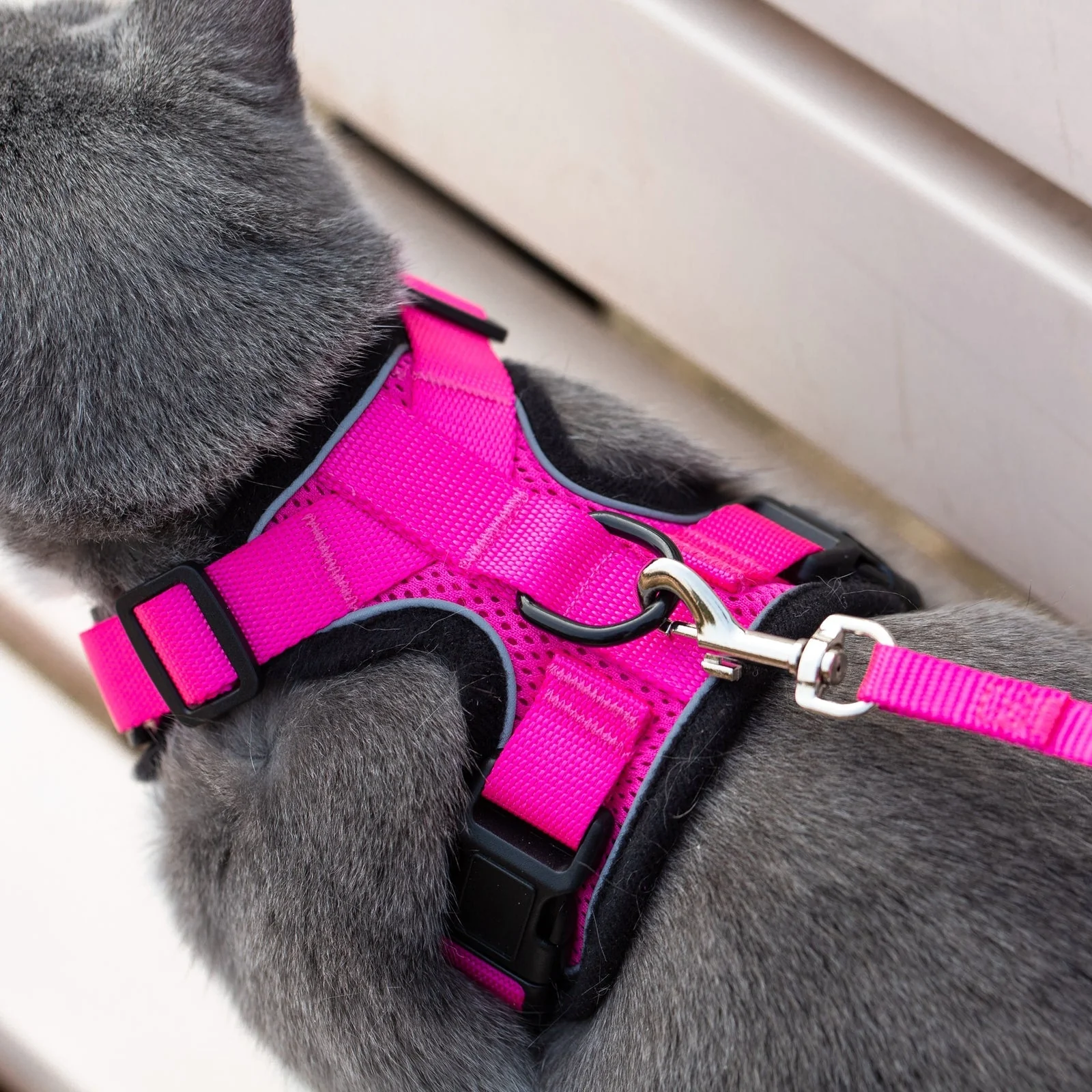 Mr. Peanuts PurrTrek Reflective Cat Harness with Matching Leash - Image 19