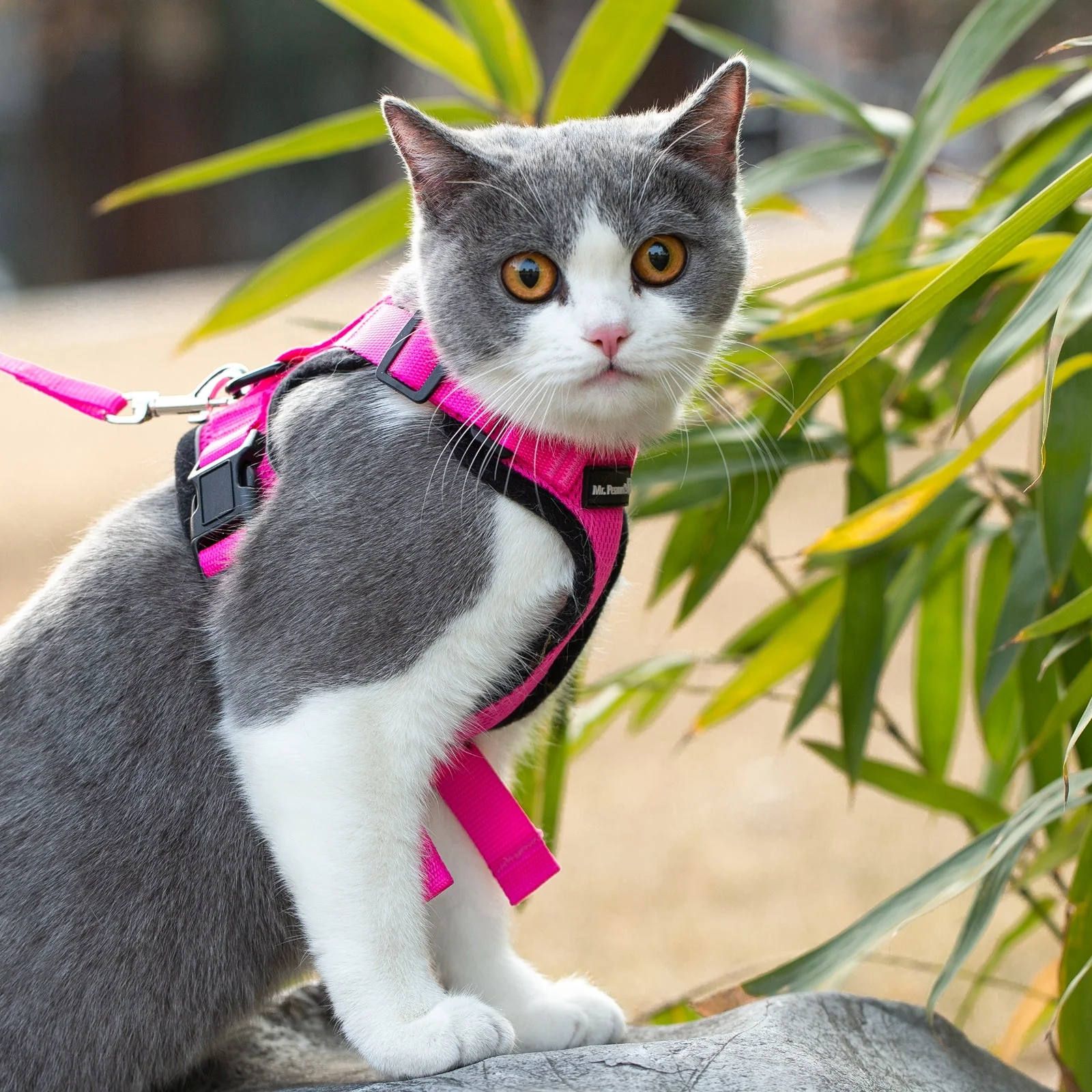Mr. Peanuts PurrTrek Reflective Cat Harness with Matching Leash - Image 20