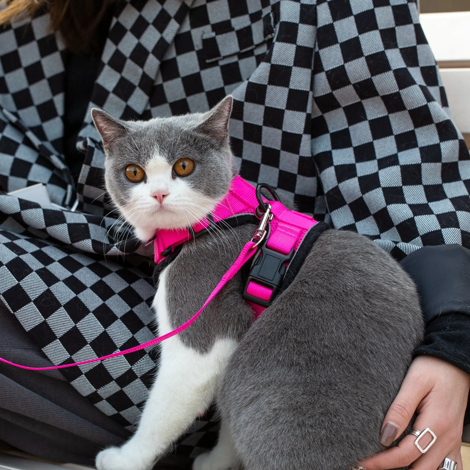 Mr. Peanuts PurrTrek Reflective Cat Harness with Matching Leash - Image 9