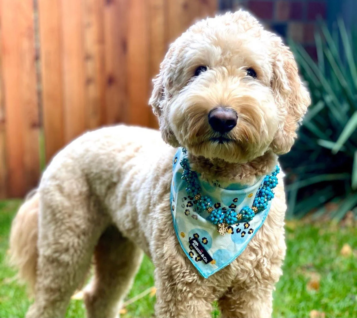 Necklace: The Odie - Image 2
