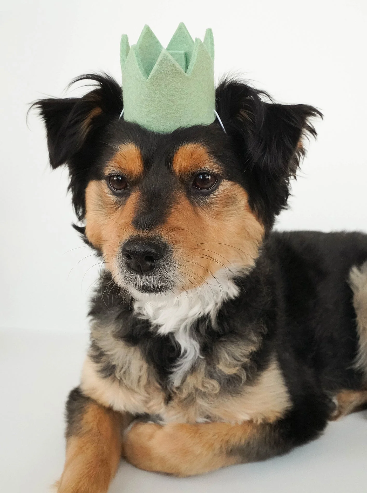 NEUTRAL PARTY CROWNS - Image 7