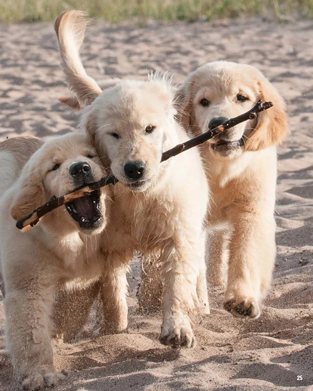 New Complete Dog Book, The, 23rd Edition - Image 4