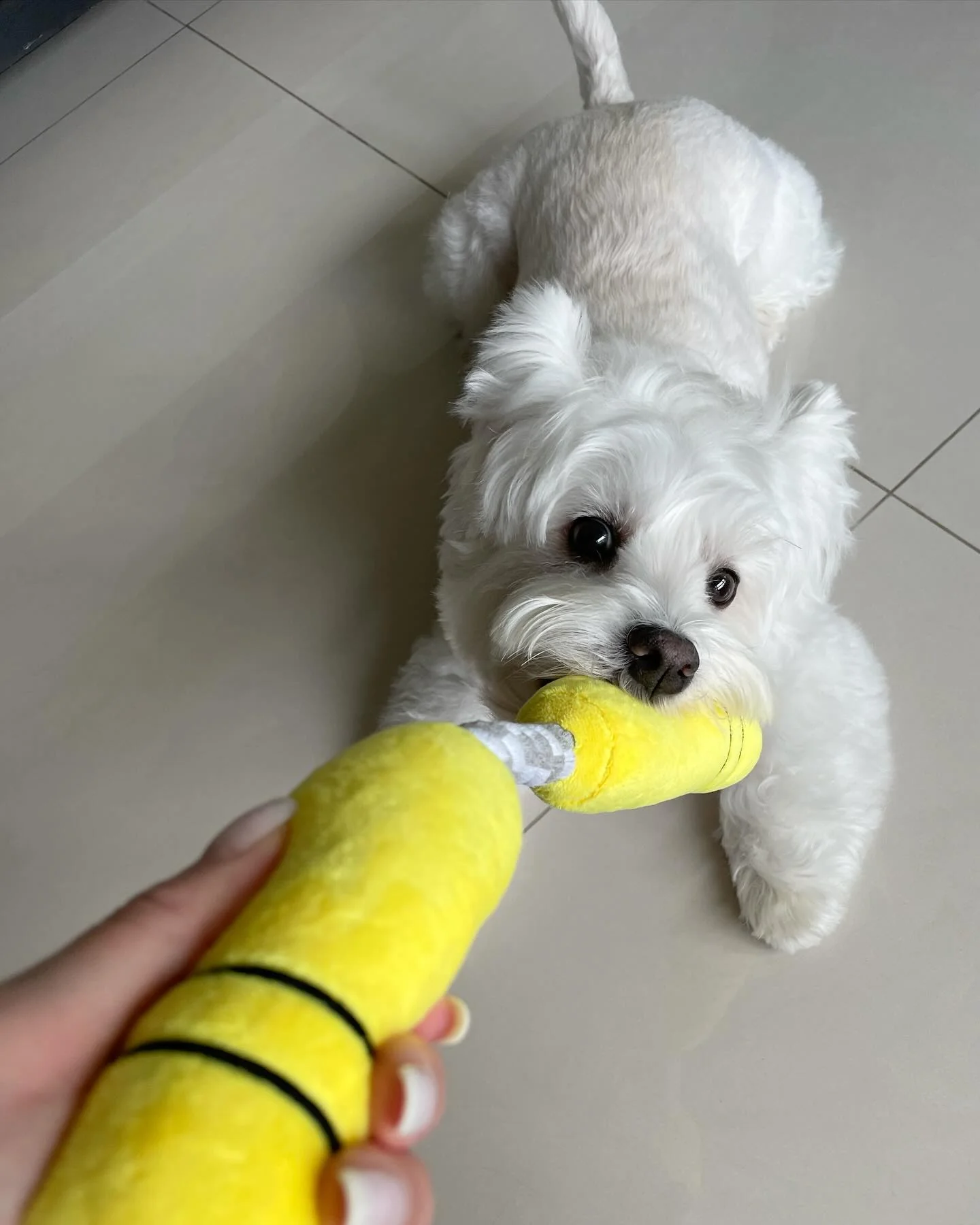 Pet Toy: NUNCHUCKS TUG ROPE INTERACTIVE TOY - Image 8