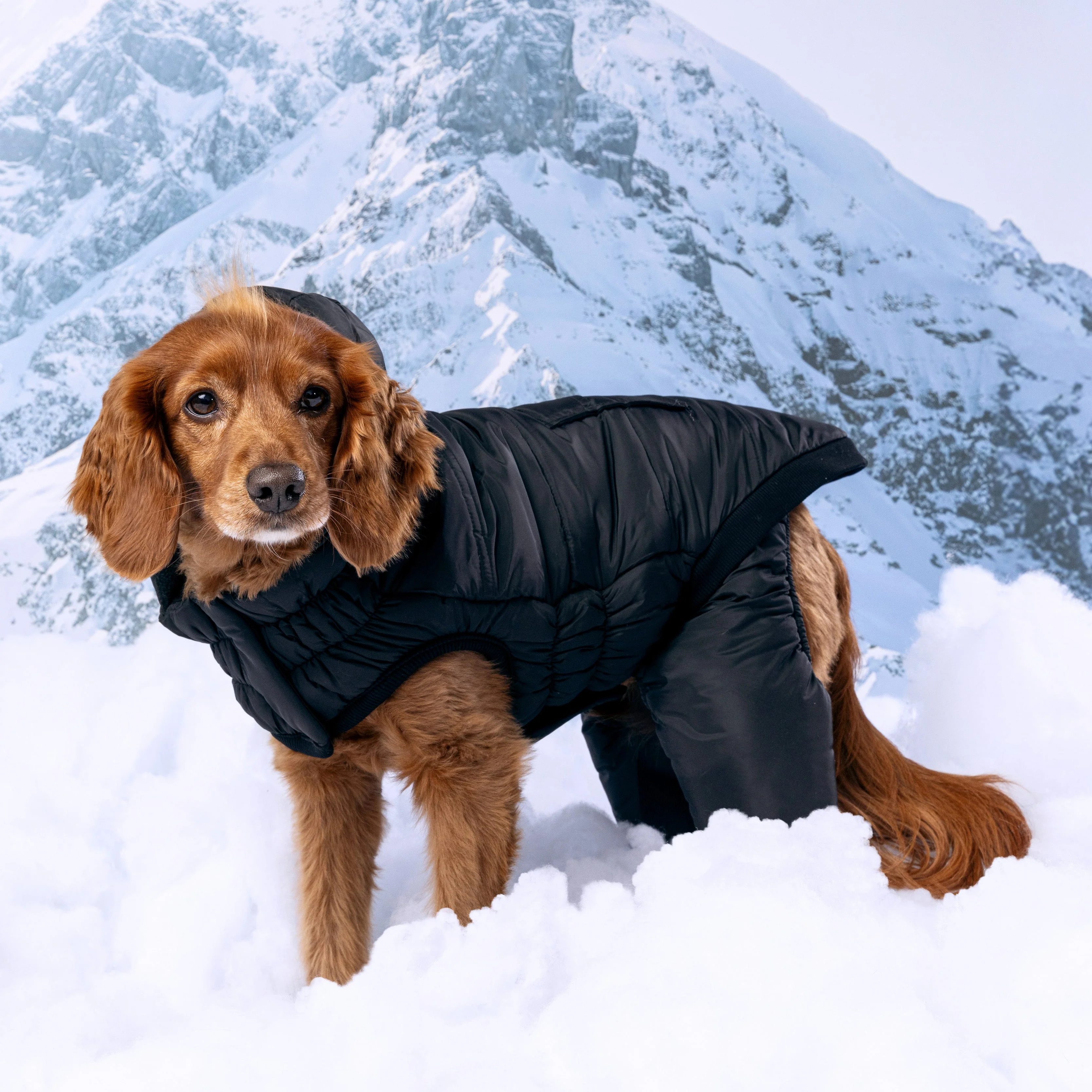 GF Pet.us fabric Dog Jacket - black/XS - Image 6