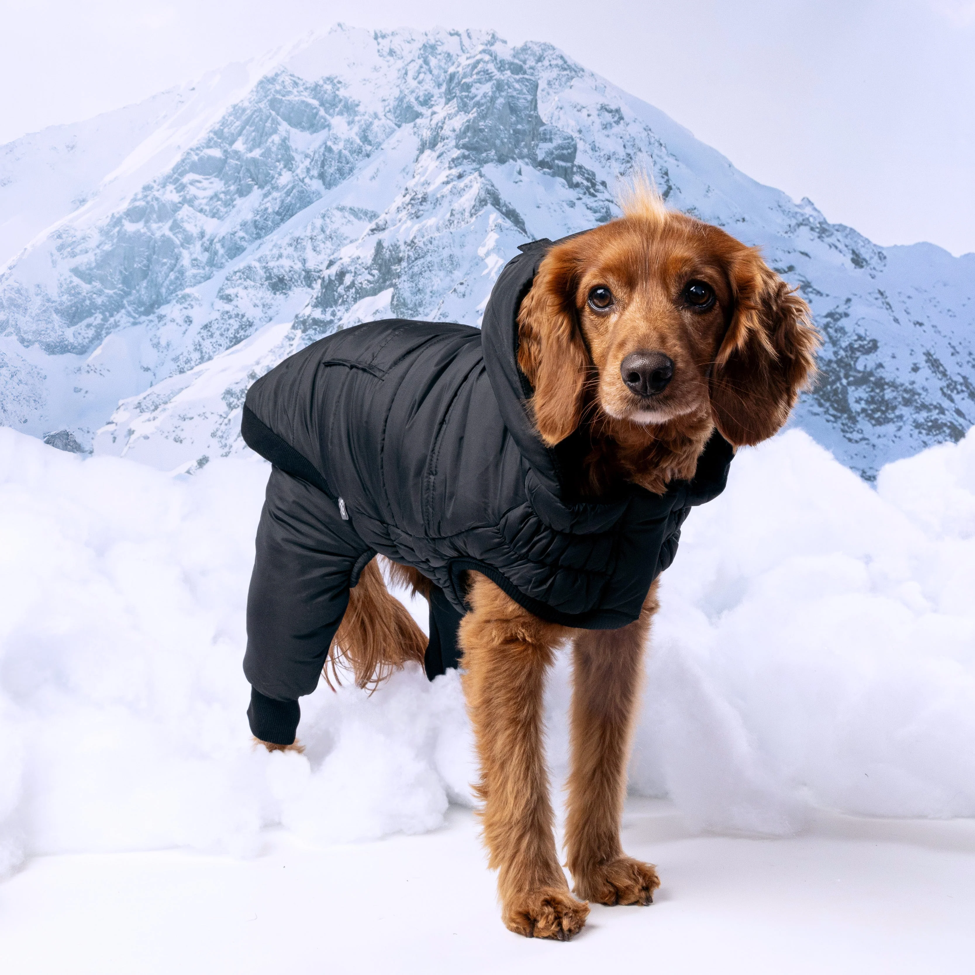 GF Pet.us fabric Dog Jacket - black/XS - Image 7