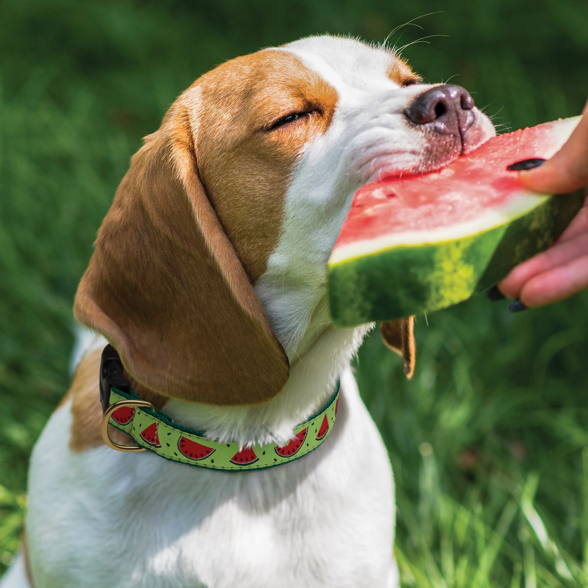 Up Country One in a Melon Cast Brass Dog Collar - Image 2