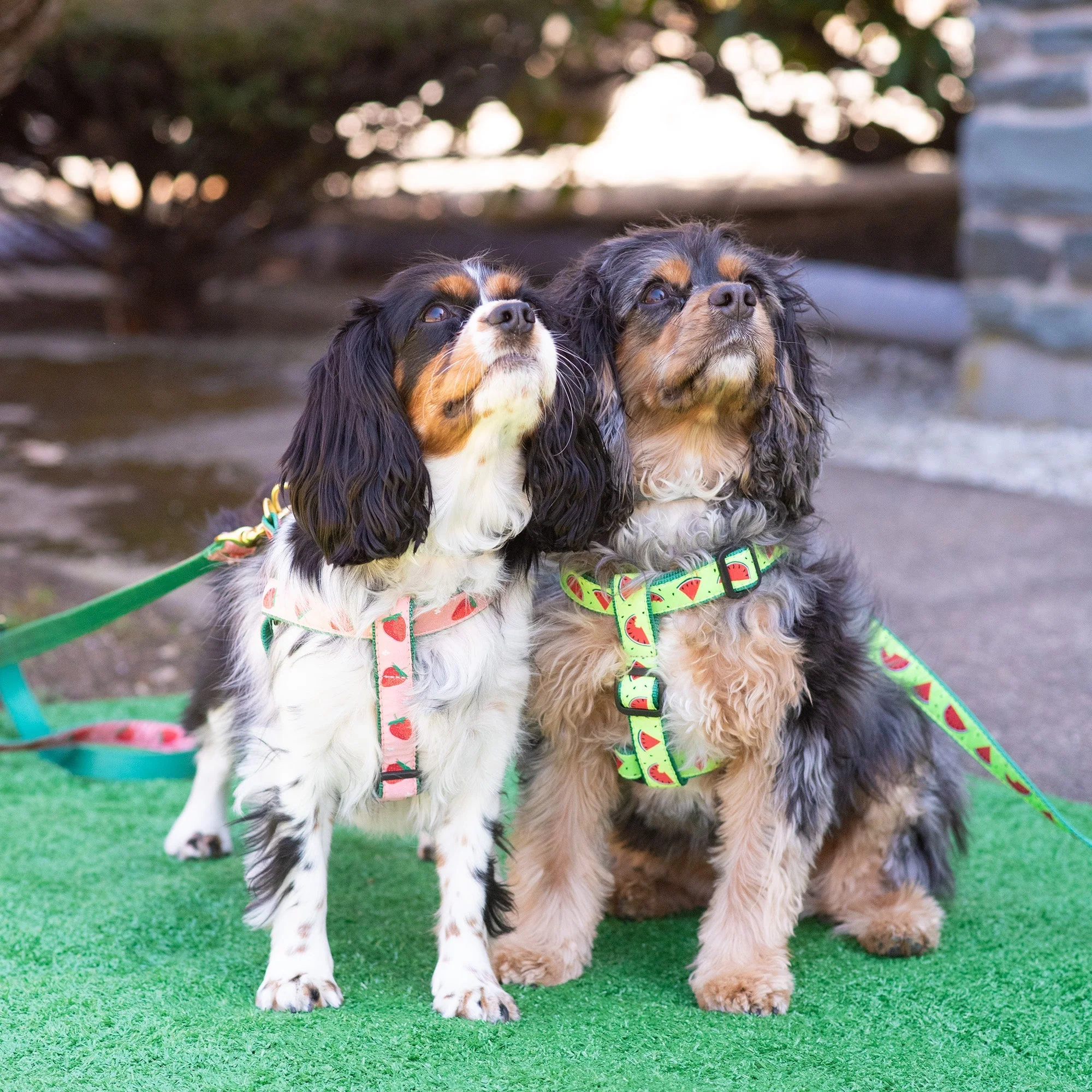 Up Country One in a Melon Dog Cast Brass Dog Harness - Image 3