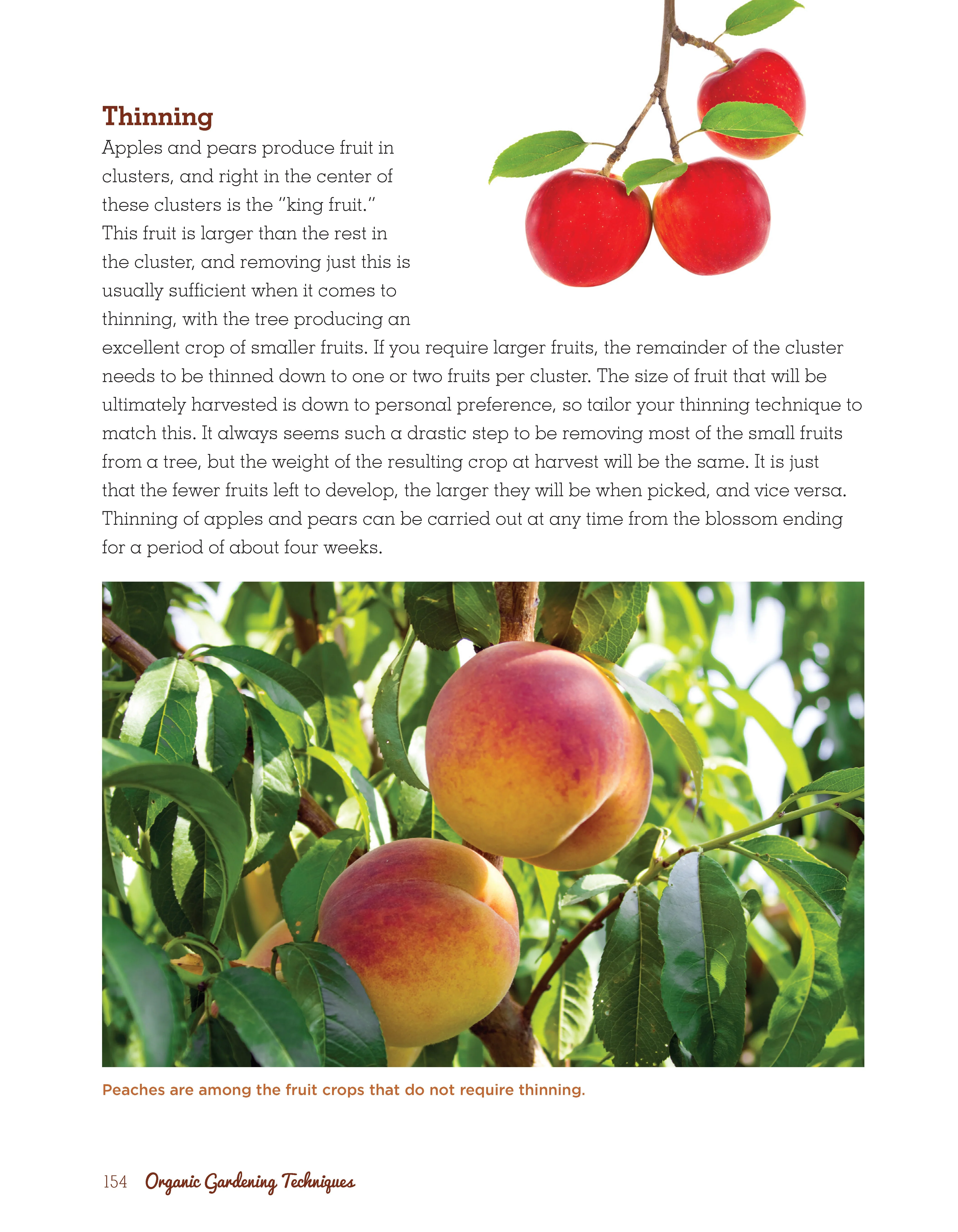 Organic Gardening Techniques - Image 6