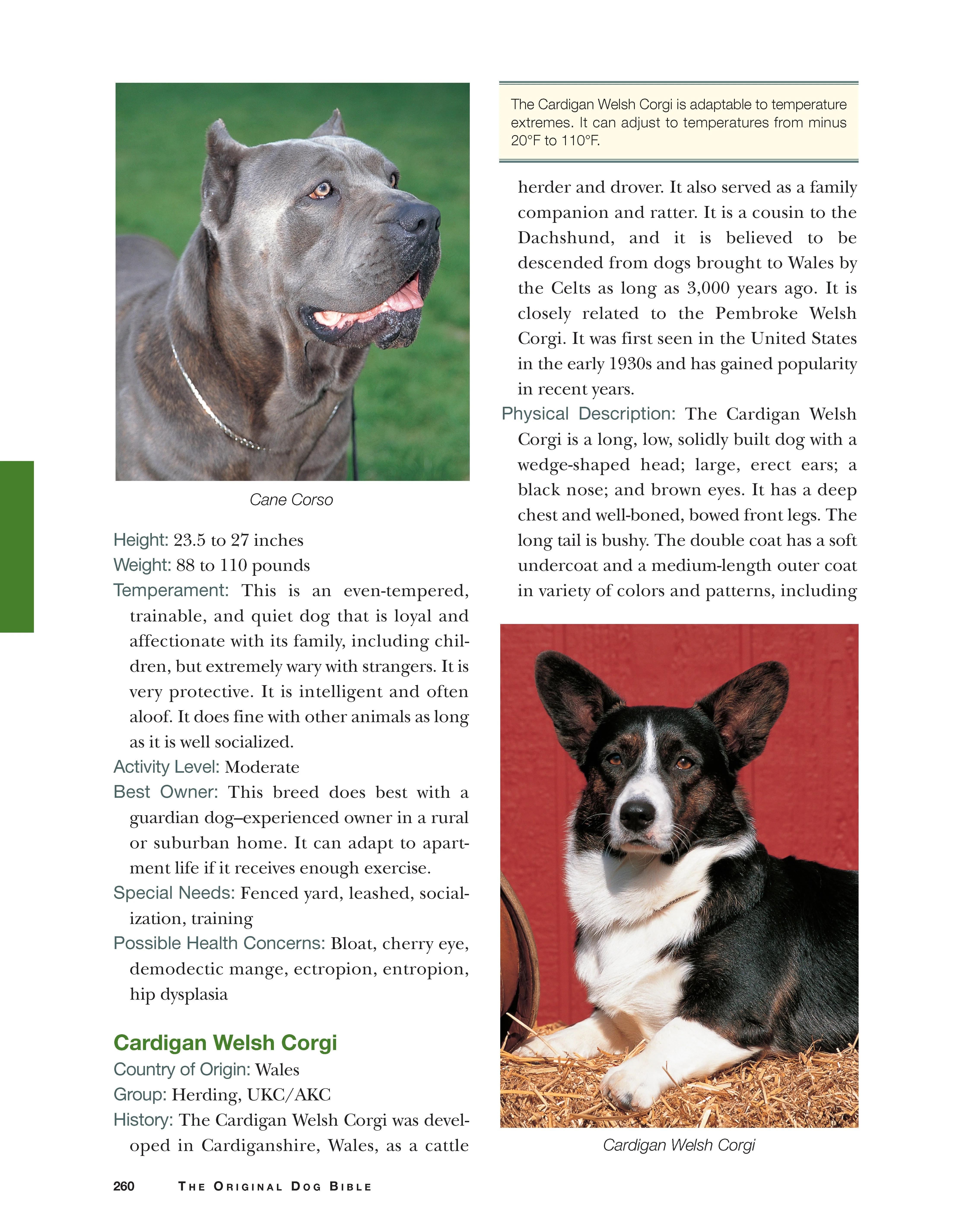 Original Dog Bible - Image 9