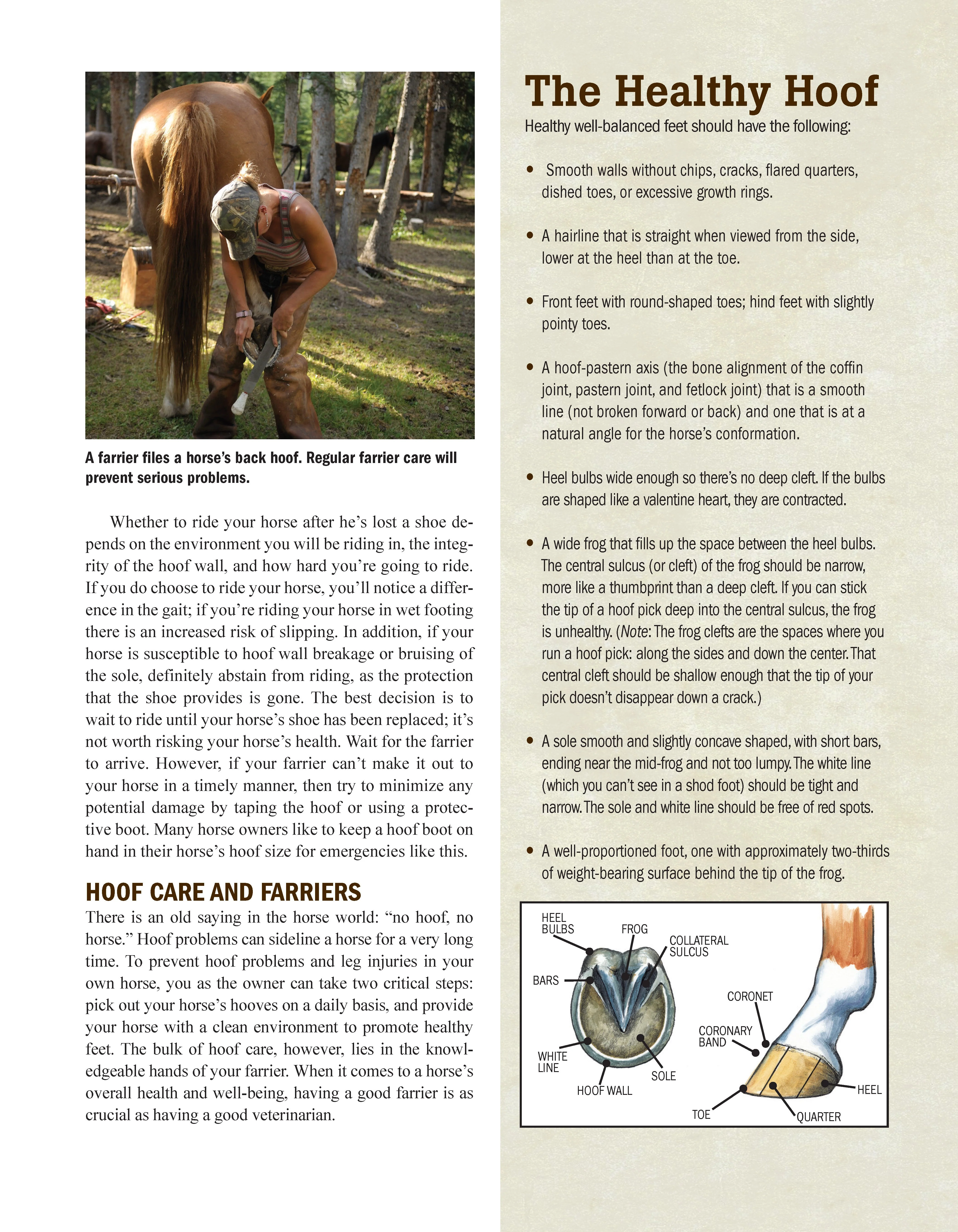 Original Horse Bible, 2nd Edition - Image 5