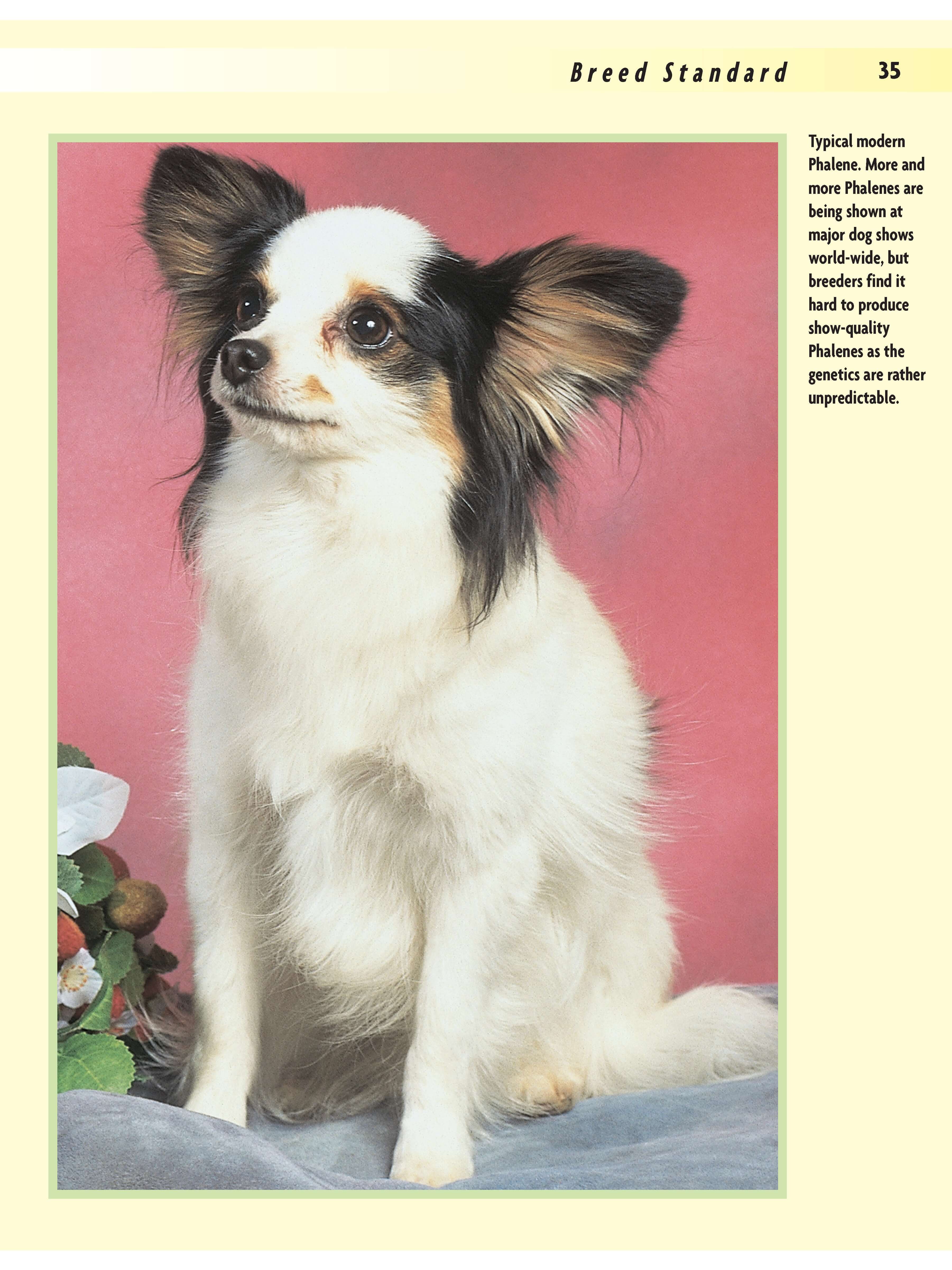Papillon - Image 13
