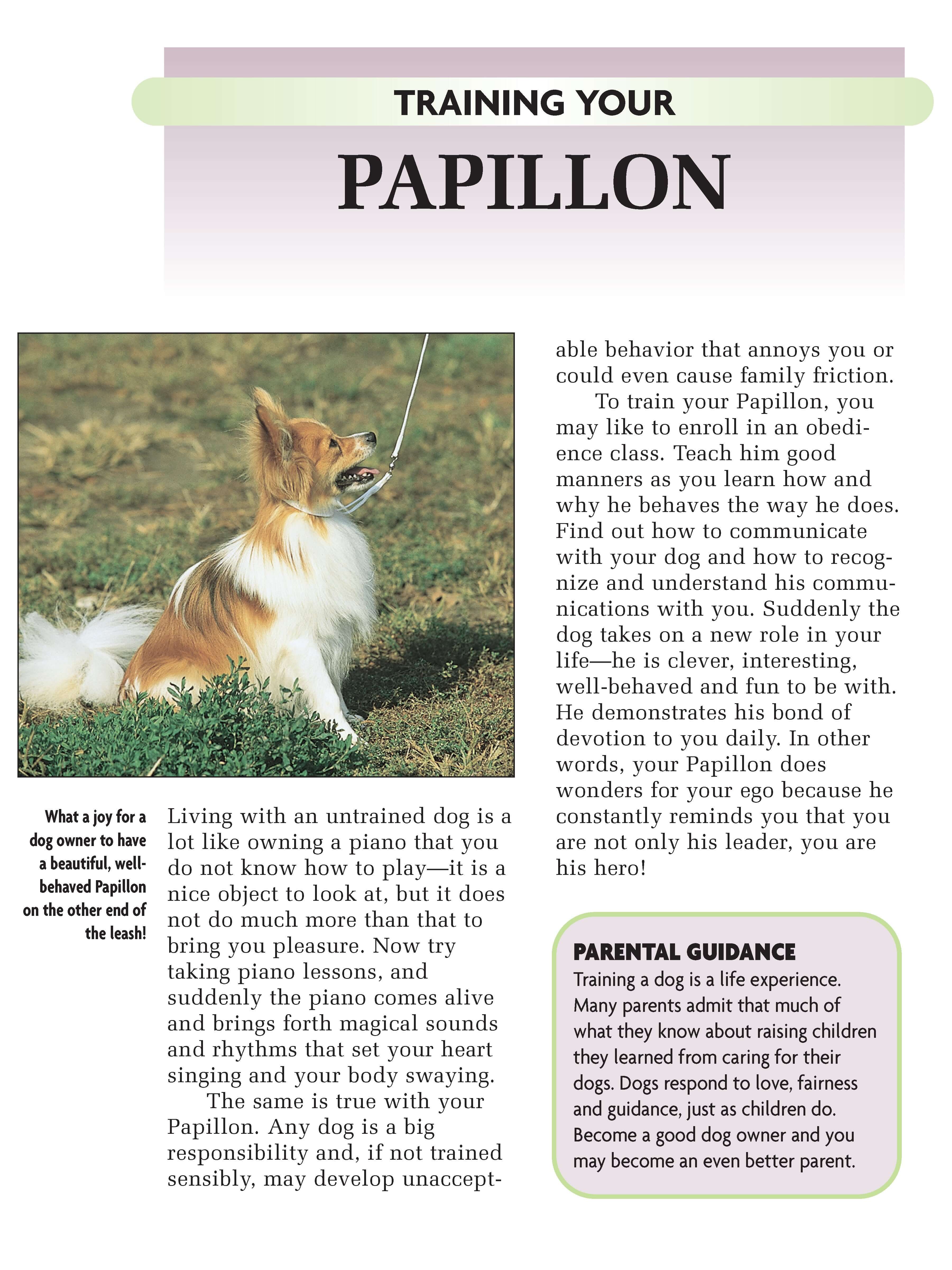 Papillon - Image 5