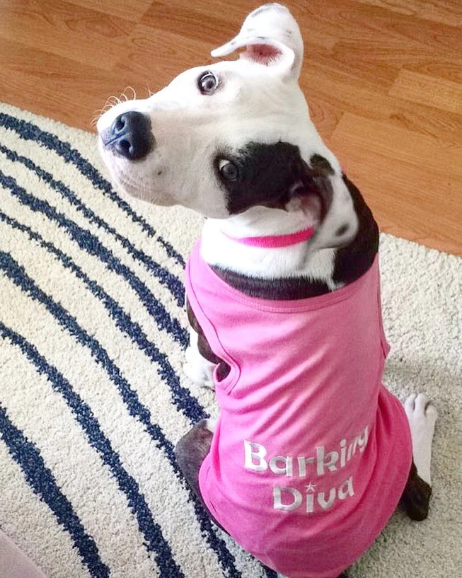 Parisian Pet Barking Diva Dog T-Shirt-Pink - Image 3