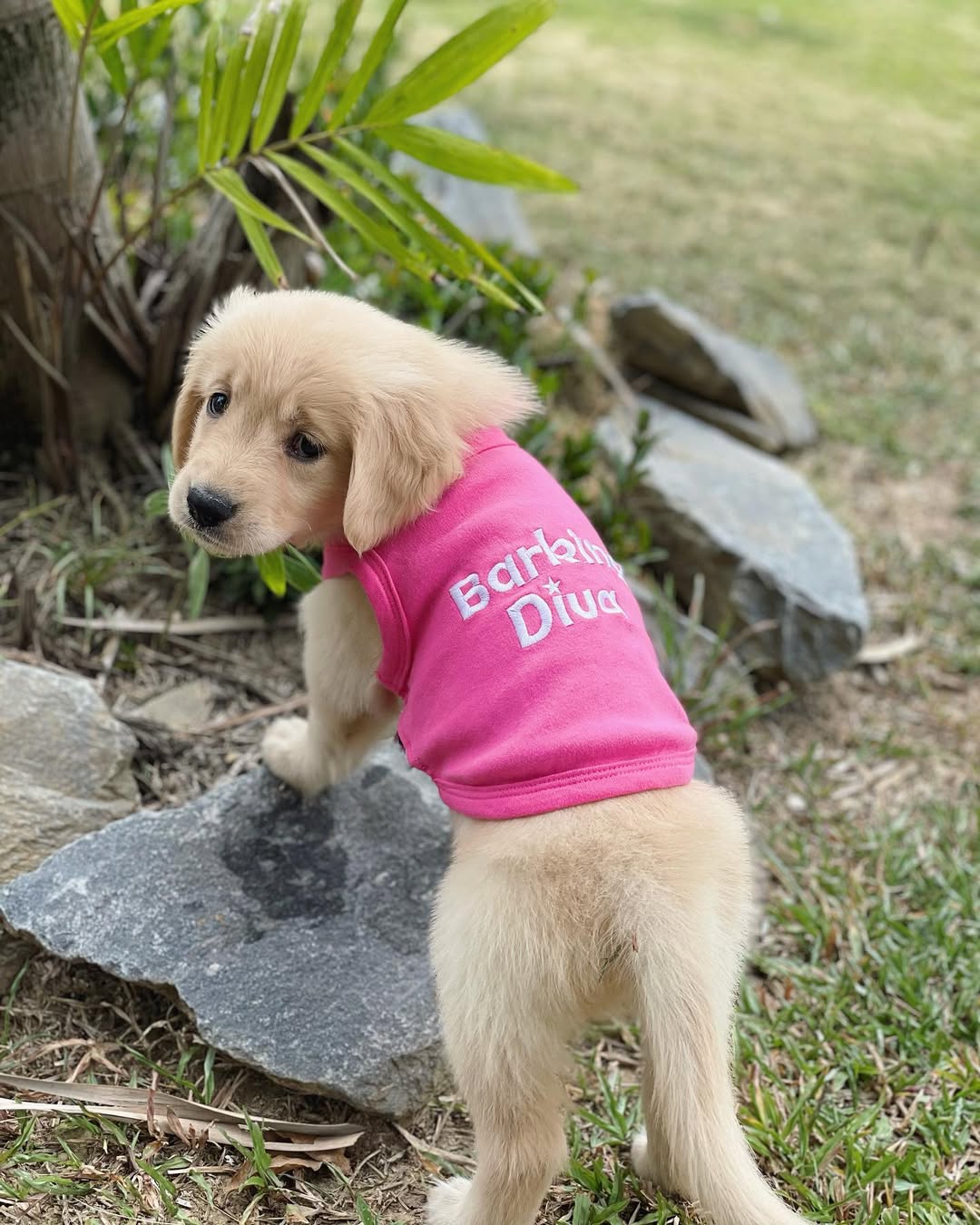 Parisian Pet Barking Diva Dog T-Shirt-Pink - Image 5