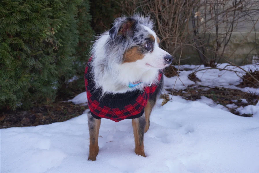 Parisian Pet Buffalo Checkered Sweater - Image 4