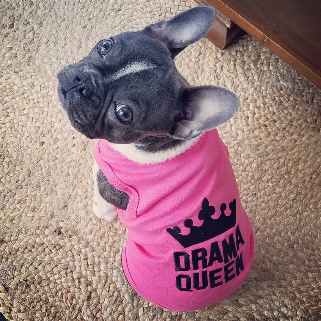 Parisian Pet Drama Queen Embroidered Dog T-Shirt-Pink - Image 3