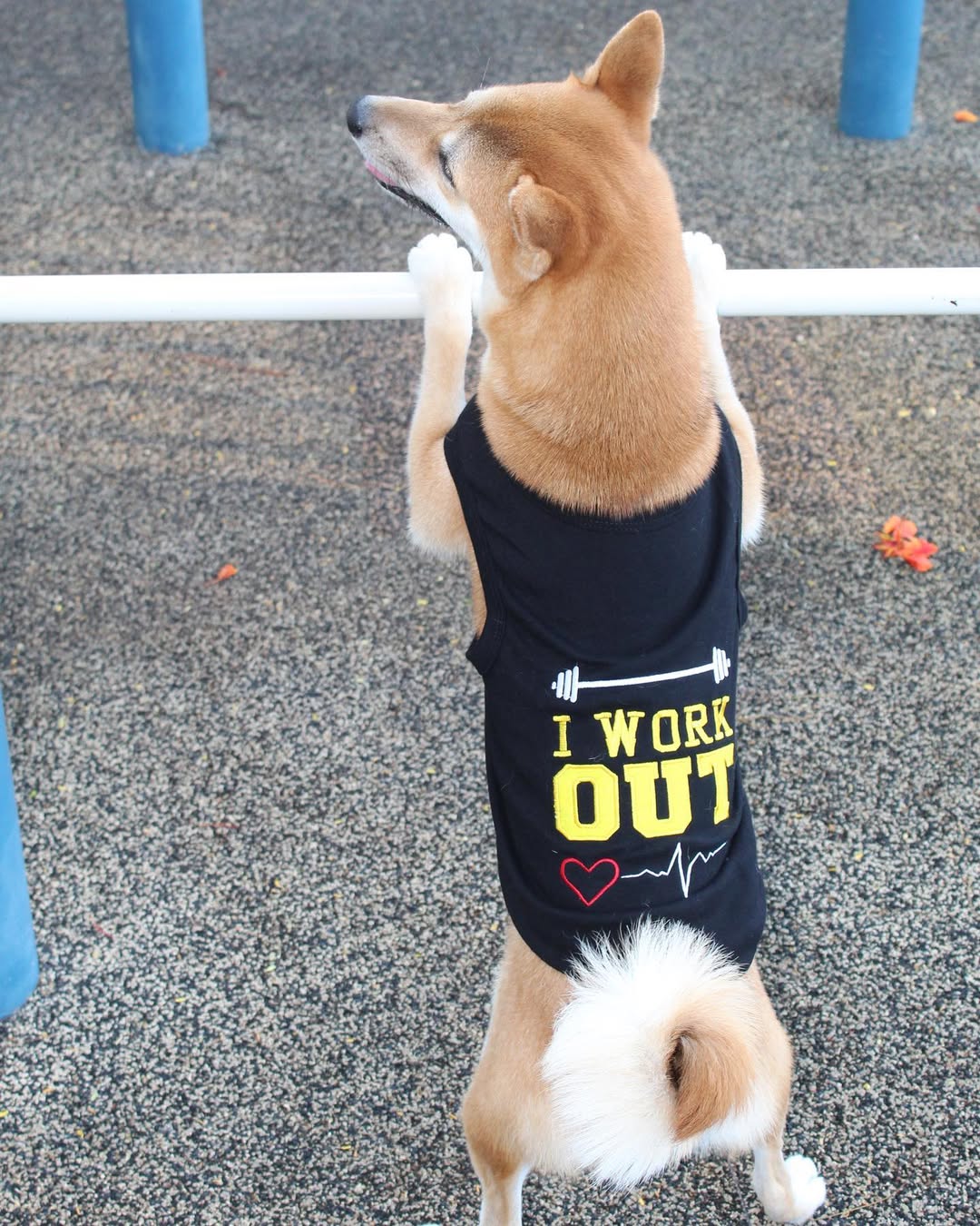 Parisian Pet I Work Out Trendy Dog Apparel-Black - Image 6
