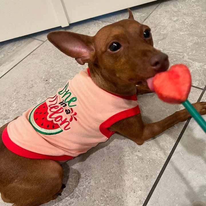 Parisian Pet One in a Melon Dog T-Shirt-Pink - Image 3