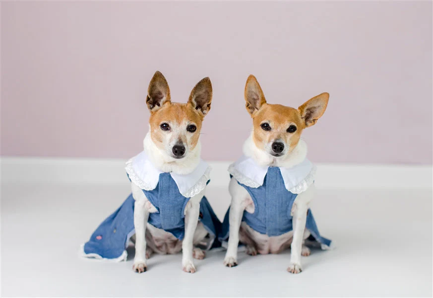 Parisian Pet Prairie Dress-Denim & White - Image 5