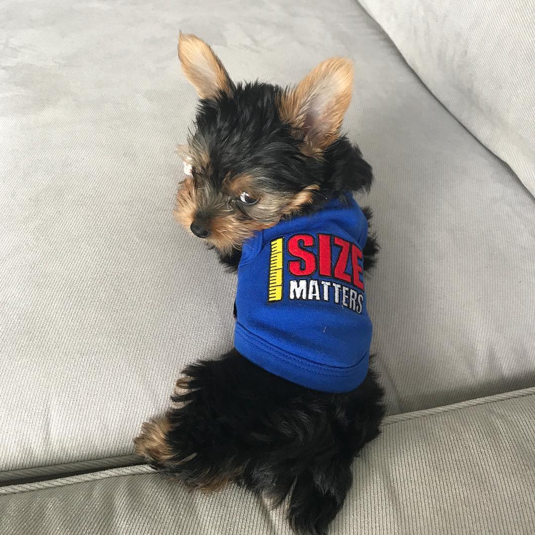 Parisian Pet Size Matters Dog T-Shirt-Navy Blue - Image 3