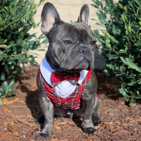 Parisian Pet Tartan Tuxedo White/Red - Image 4