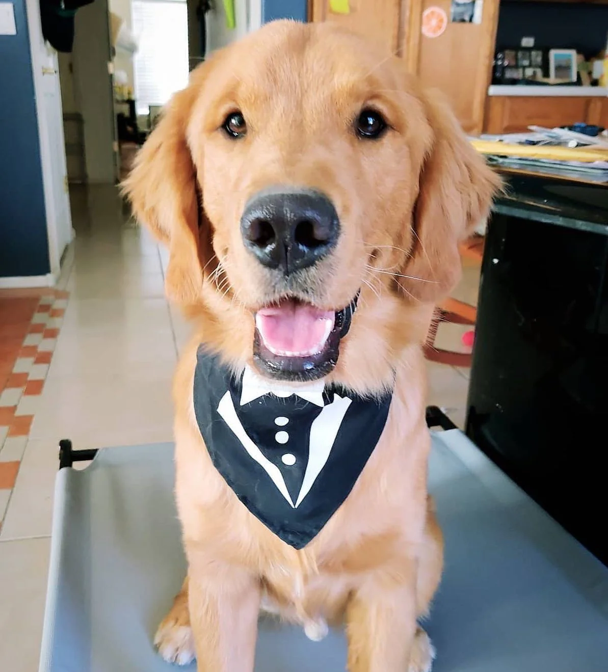 Parisian Pet Tuxedo Bandana-Black - Image 2