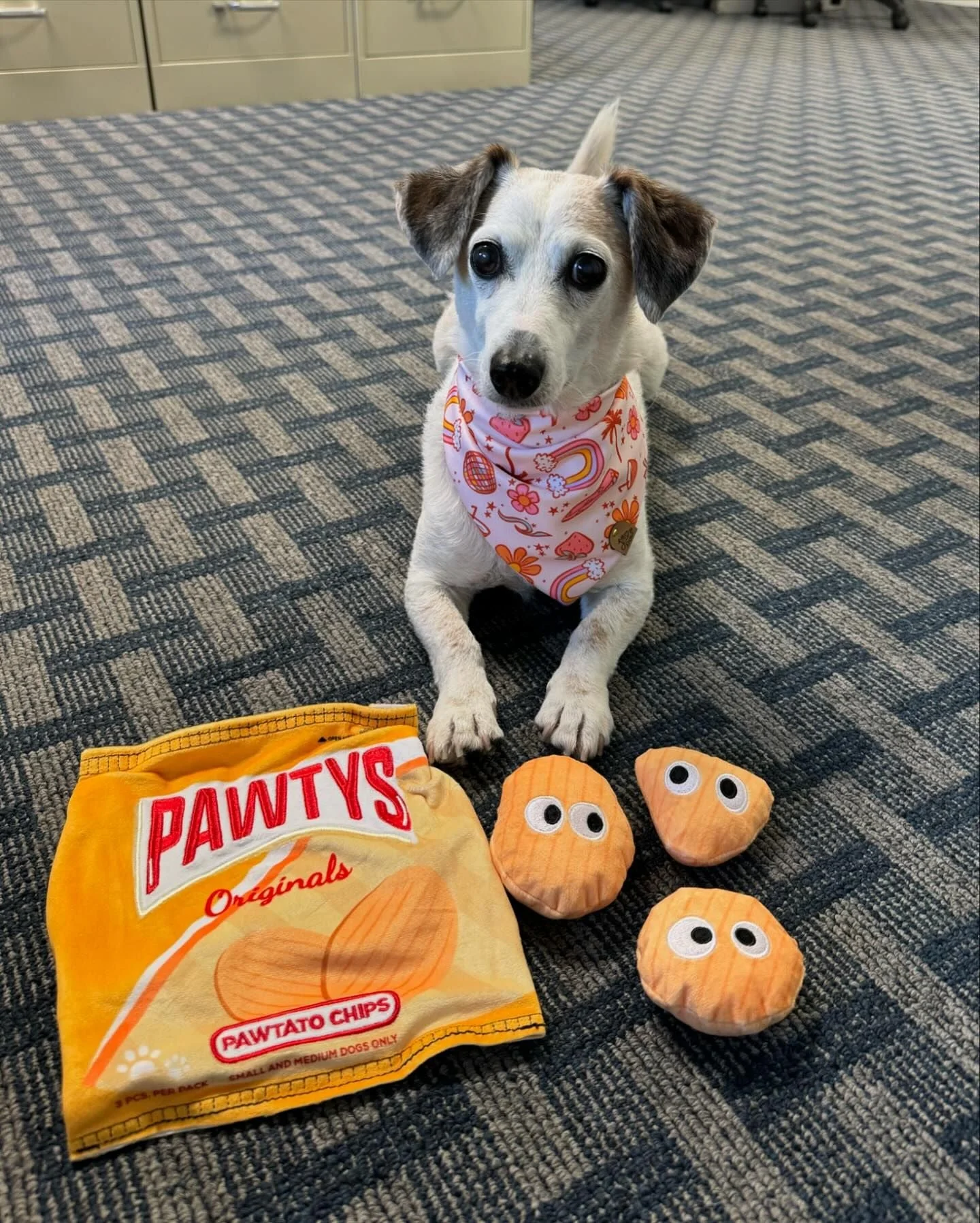 Pet Toy: PAWTATO CHIPS INTERACTIVE DOG TOY - Image 11