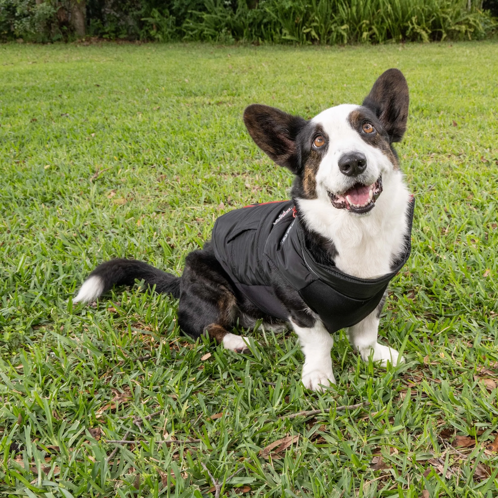 PBR Official Dog Puffer Vest - Zip-Up Insulated Pet Coat - Image 9