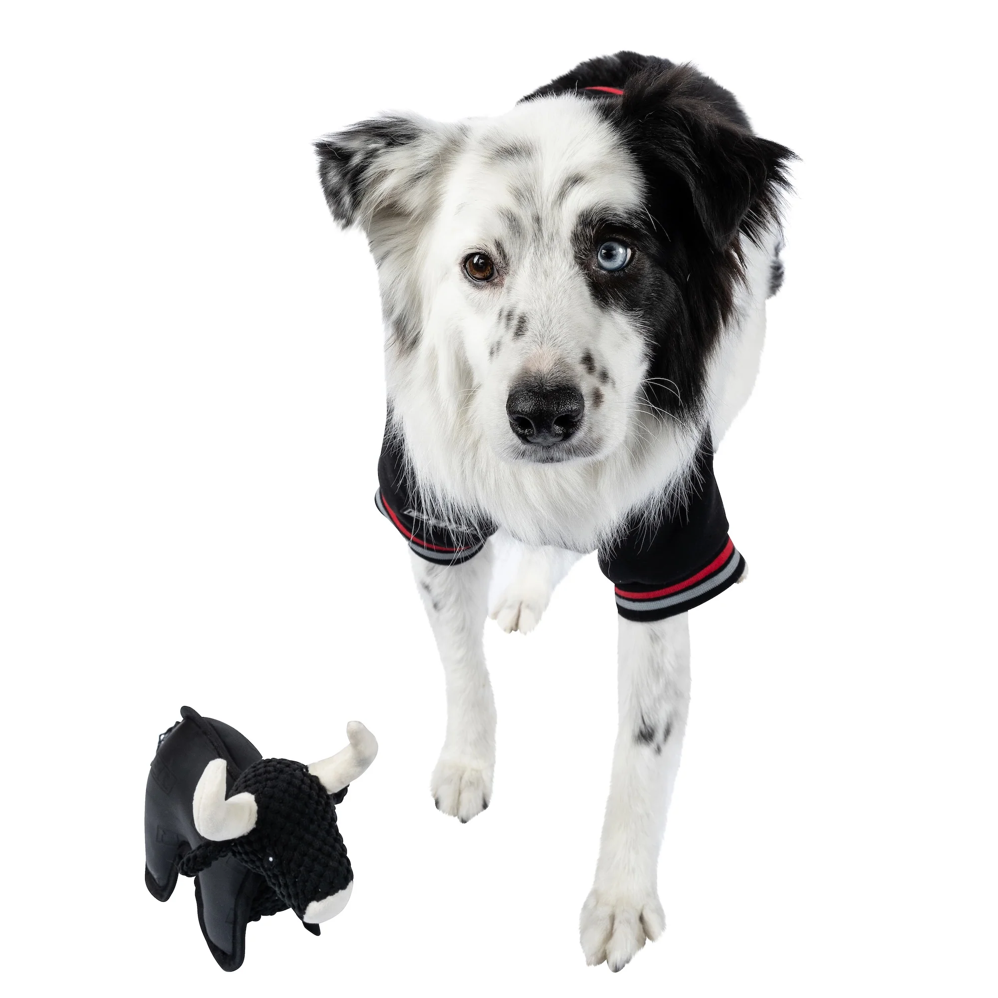 PBR Official Dog Star Logo Hoodie - Image 6