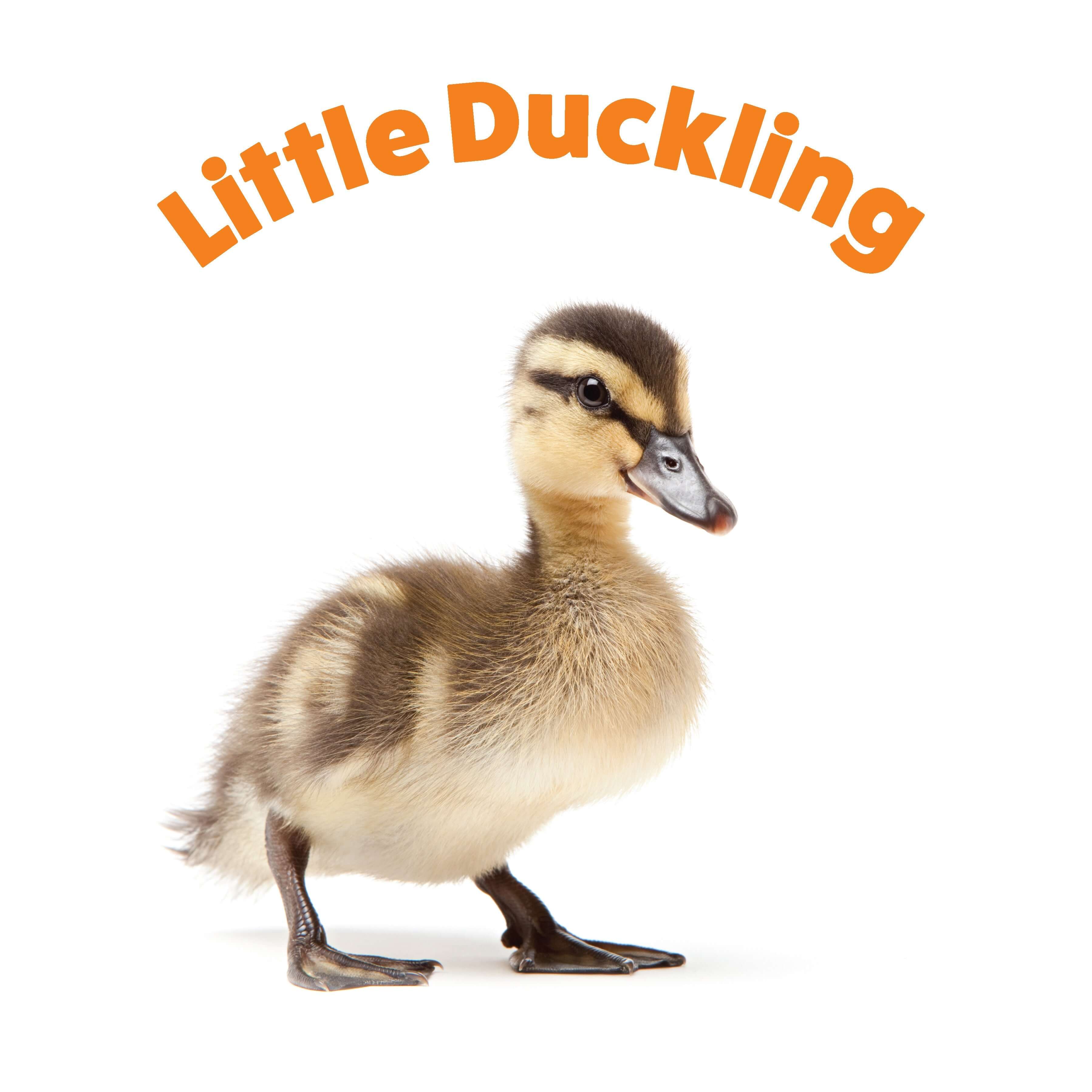 Peek and See Baby Animals All Grown Up - Image 4