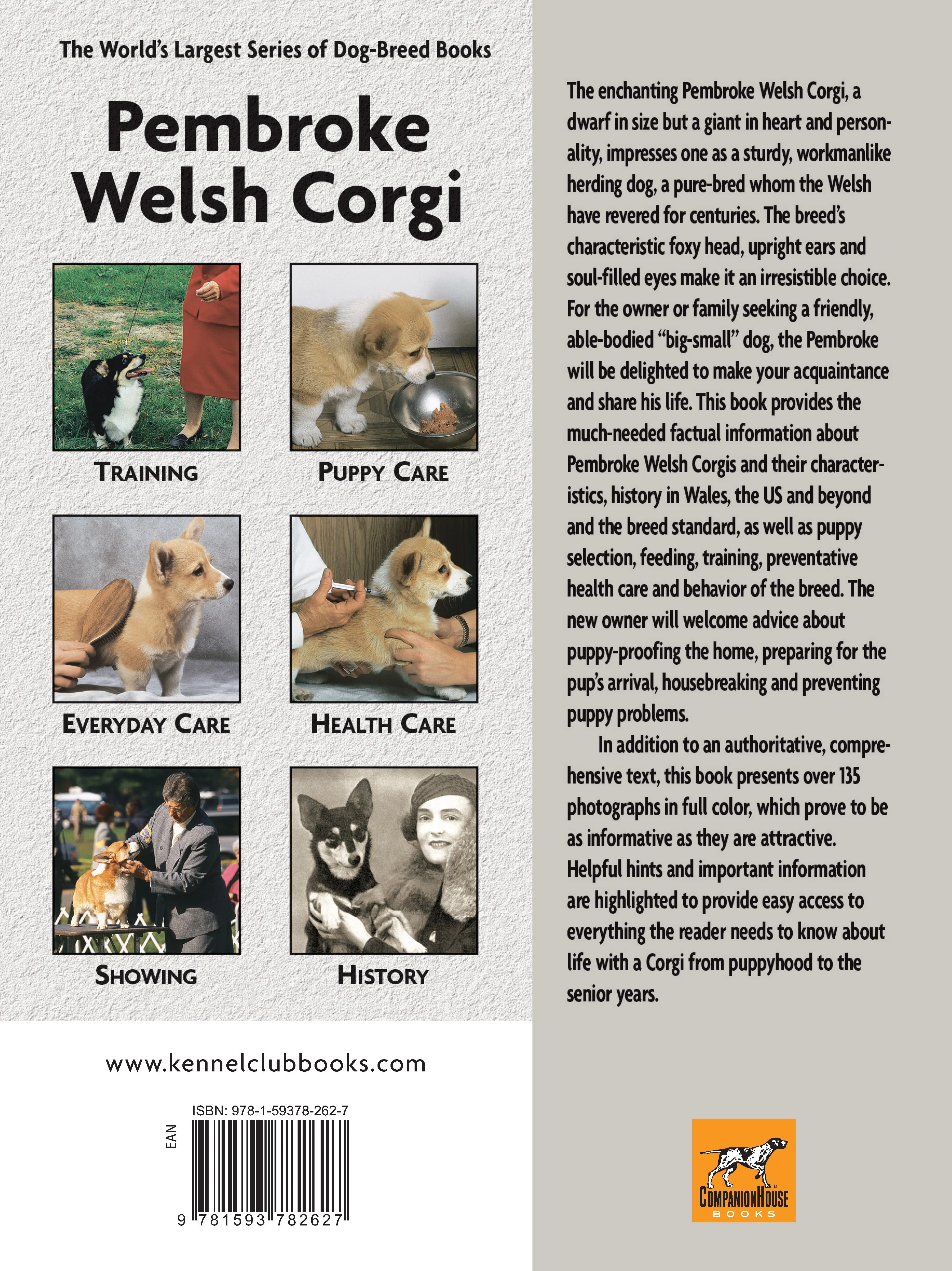 Pembroke Welsh Corgi - Image 7