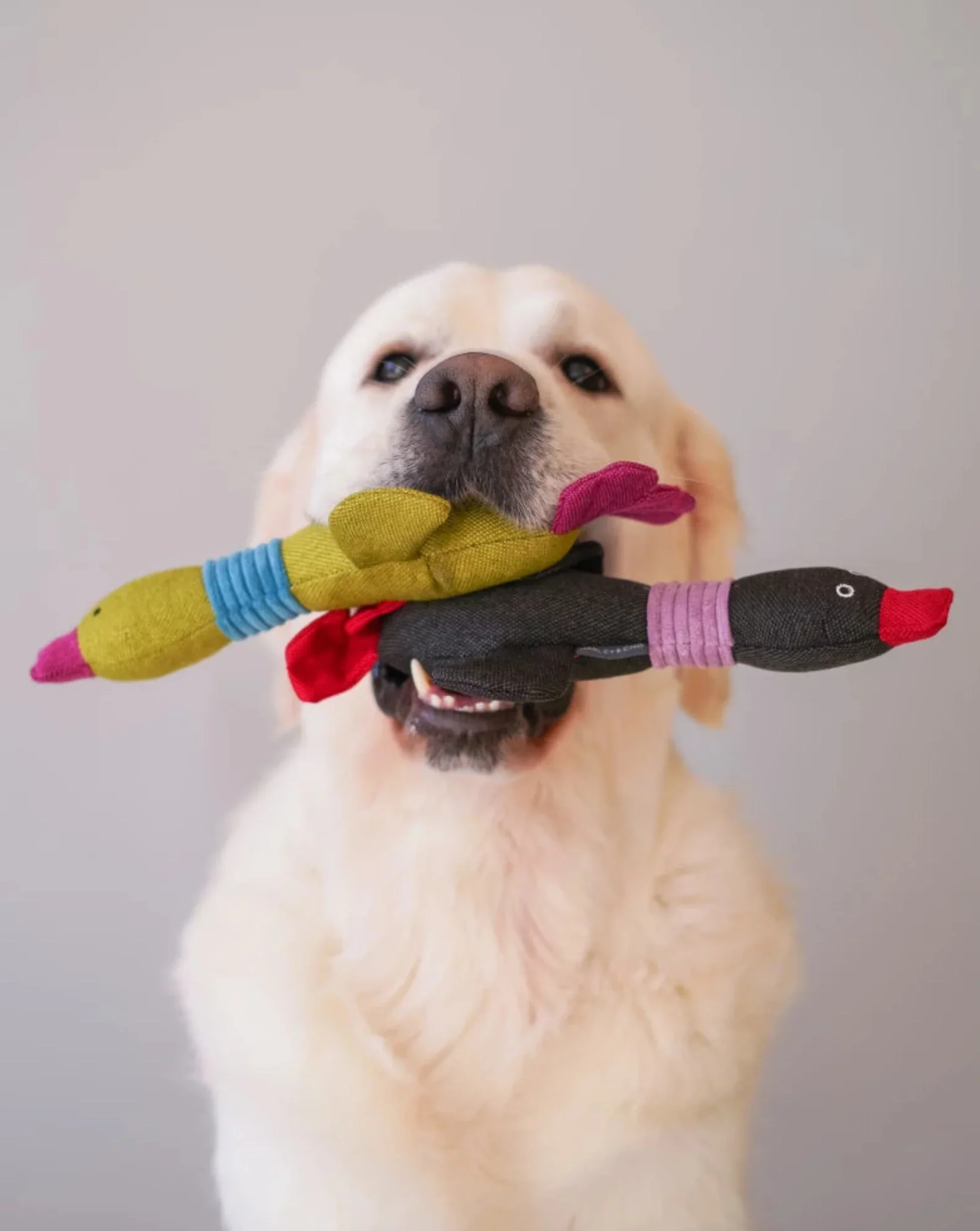 Pet Toy - Duck Jose - Image 10