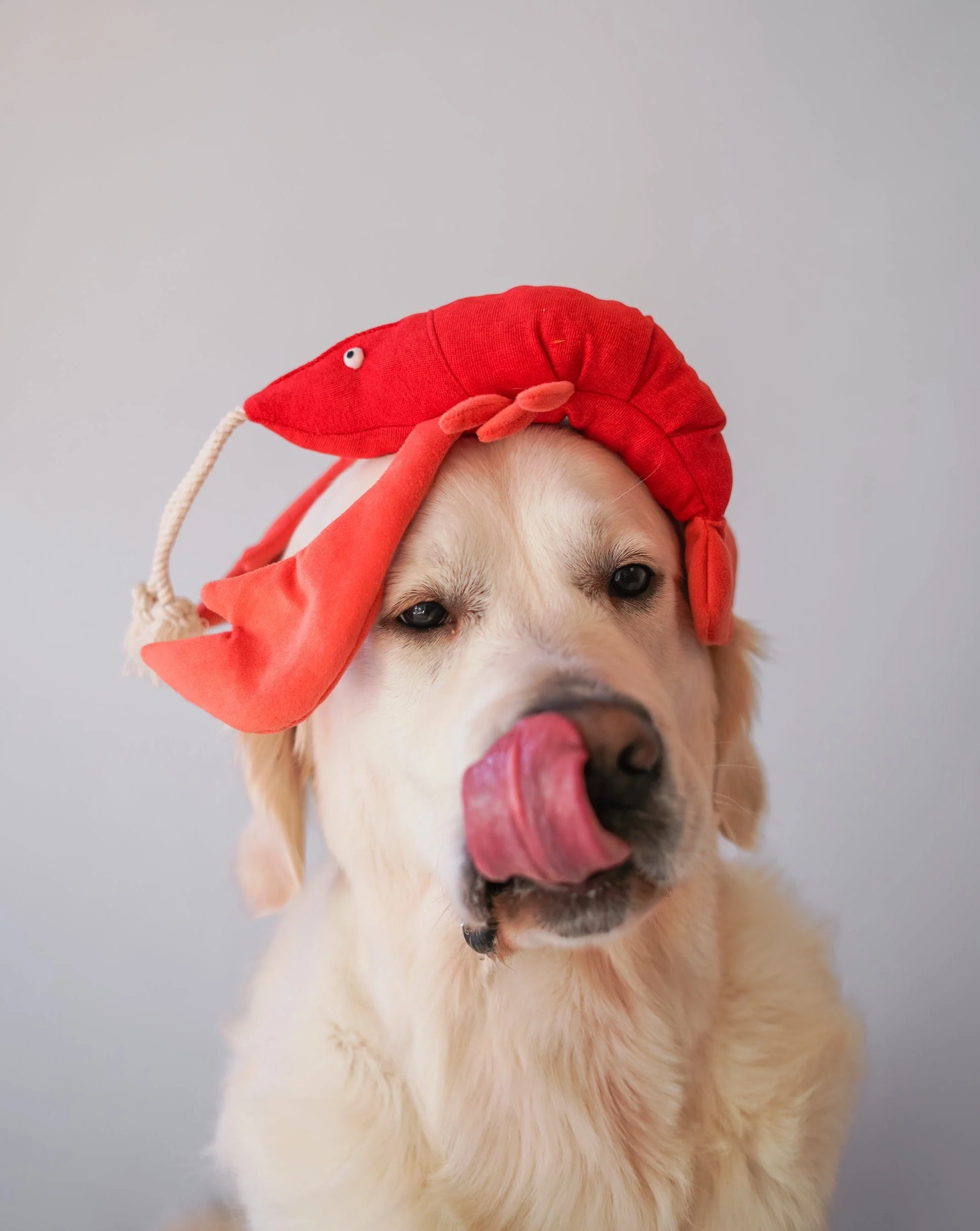 Pet Toy - Lobster Sebastian - Image 2